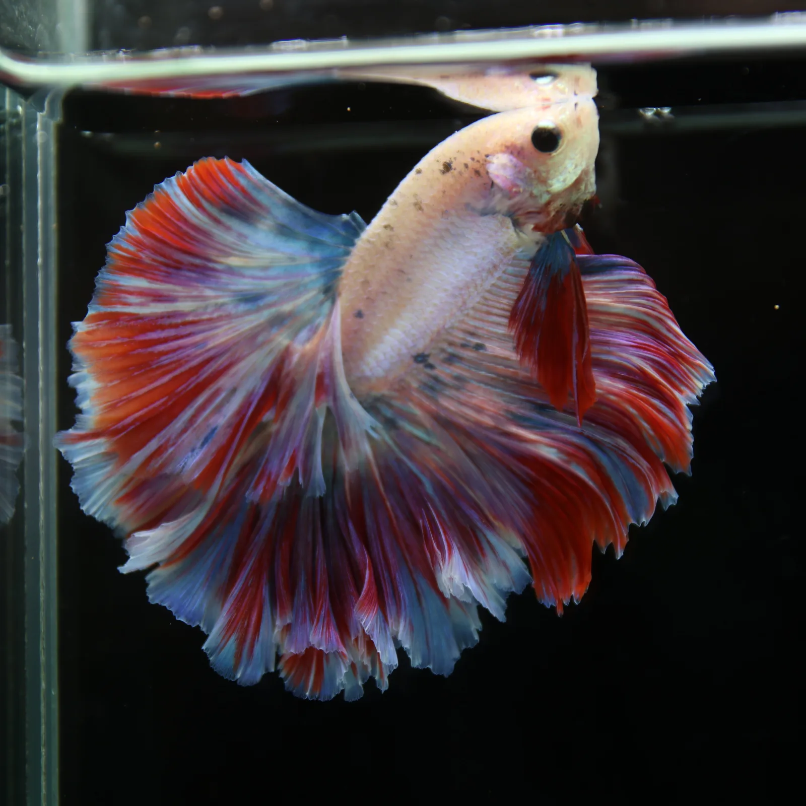Betta Spendens Fancy Lavender HM HalfMoon Male HMPK-BL-2805226-008 media 11