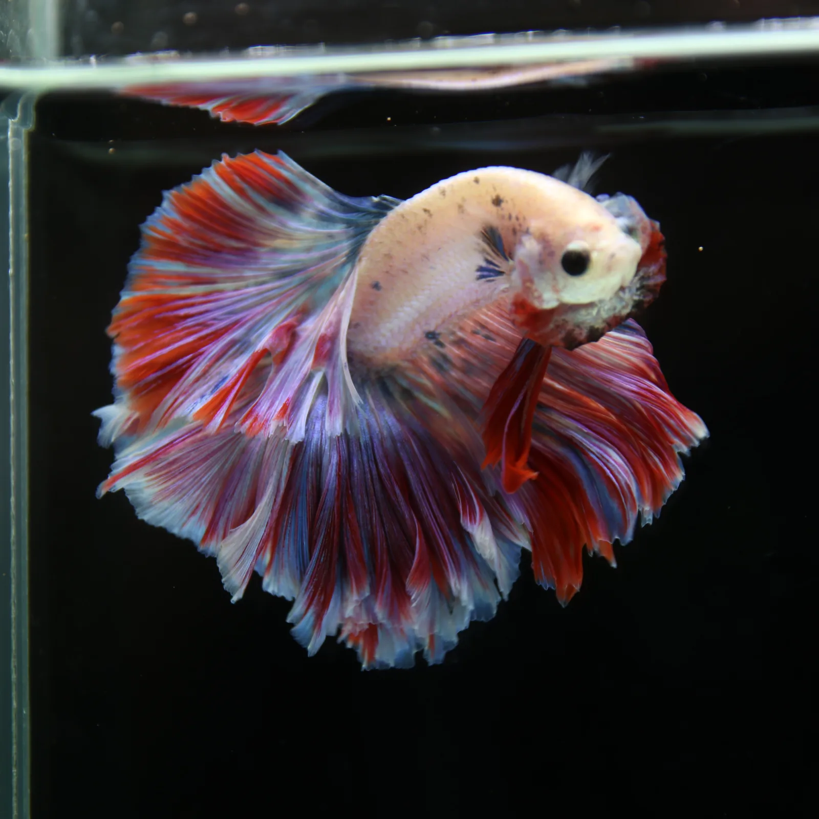 Betta Spendens Fancy Lavender HM HalfMoon Male HMPK-BL-2805226-008 media 12