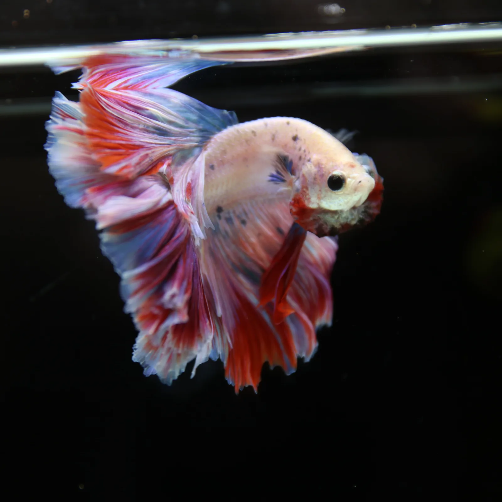 Betta Spendens Fancy Lavender HM HalfMoon Male HMPK-BL-2805226-008 media 13