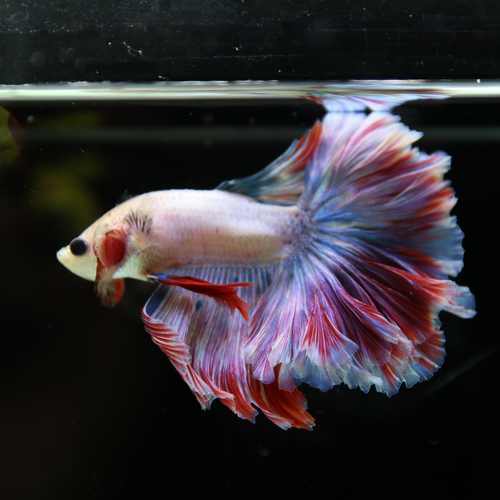 Betta Spendens Fancy Lavender HM HalfMoon Male HMPK-BL-2805226-008