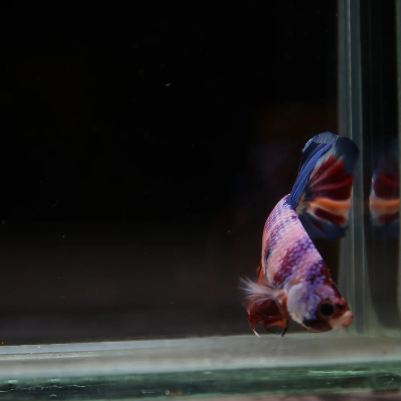 Betta Spendens Fancy Candy HMPK Male HMPK-BL-2905226-010 media 3