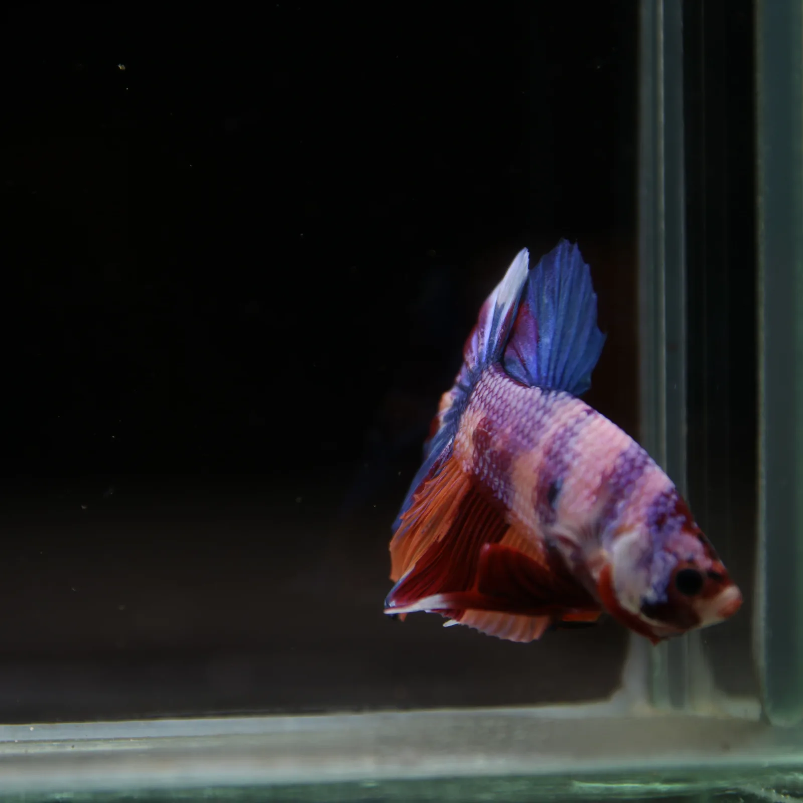 Betta Spendens Fancy Candy HMPK Male HMPK-BL-2905226-010 media 4