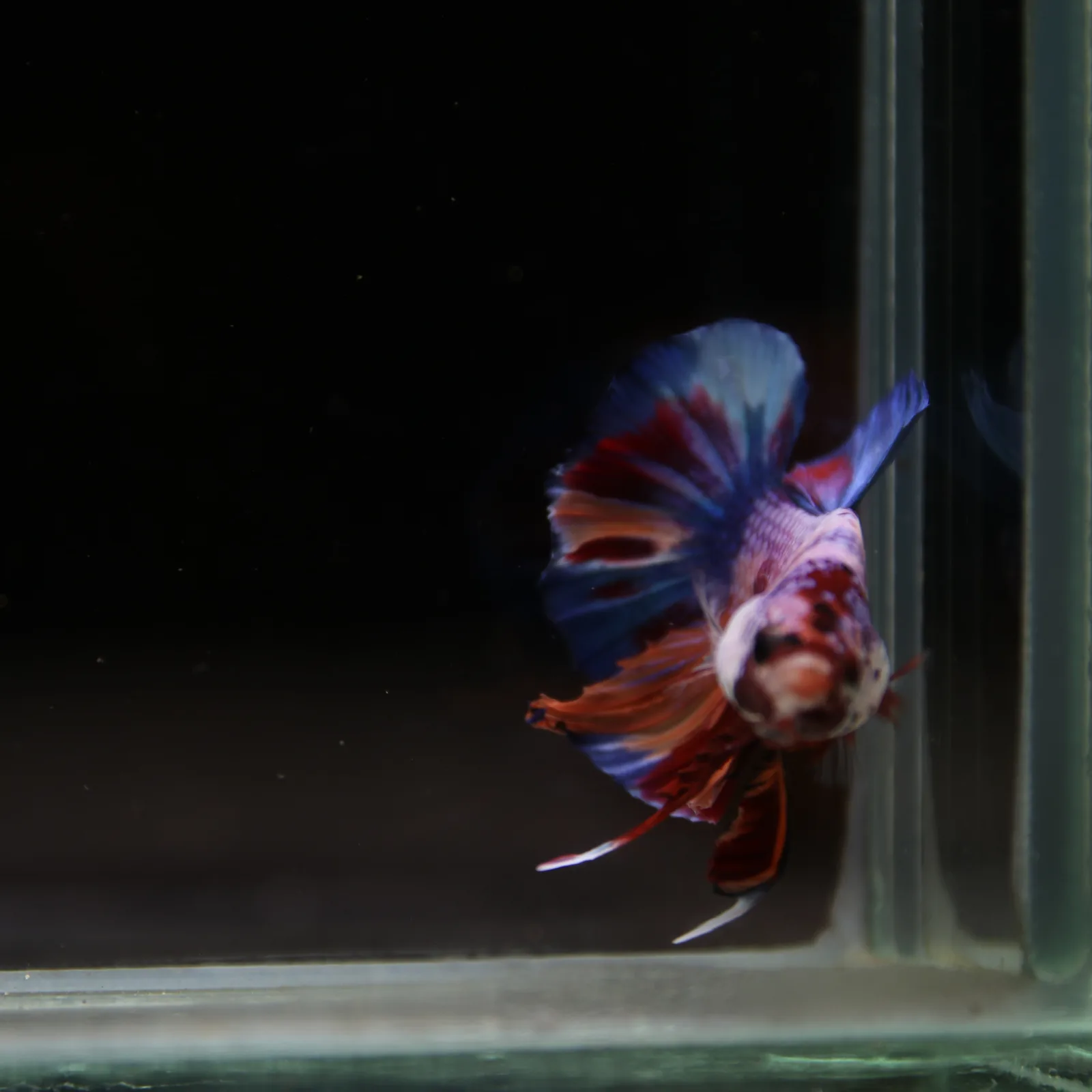 Betta Spendens Fancy Candy HMPK Male HMPK-BL-2905226-010 media 5