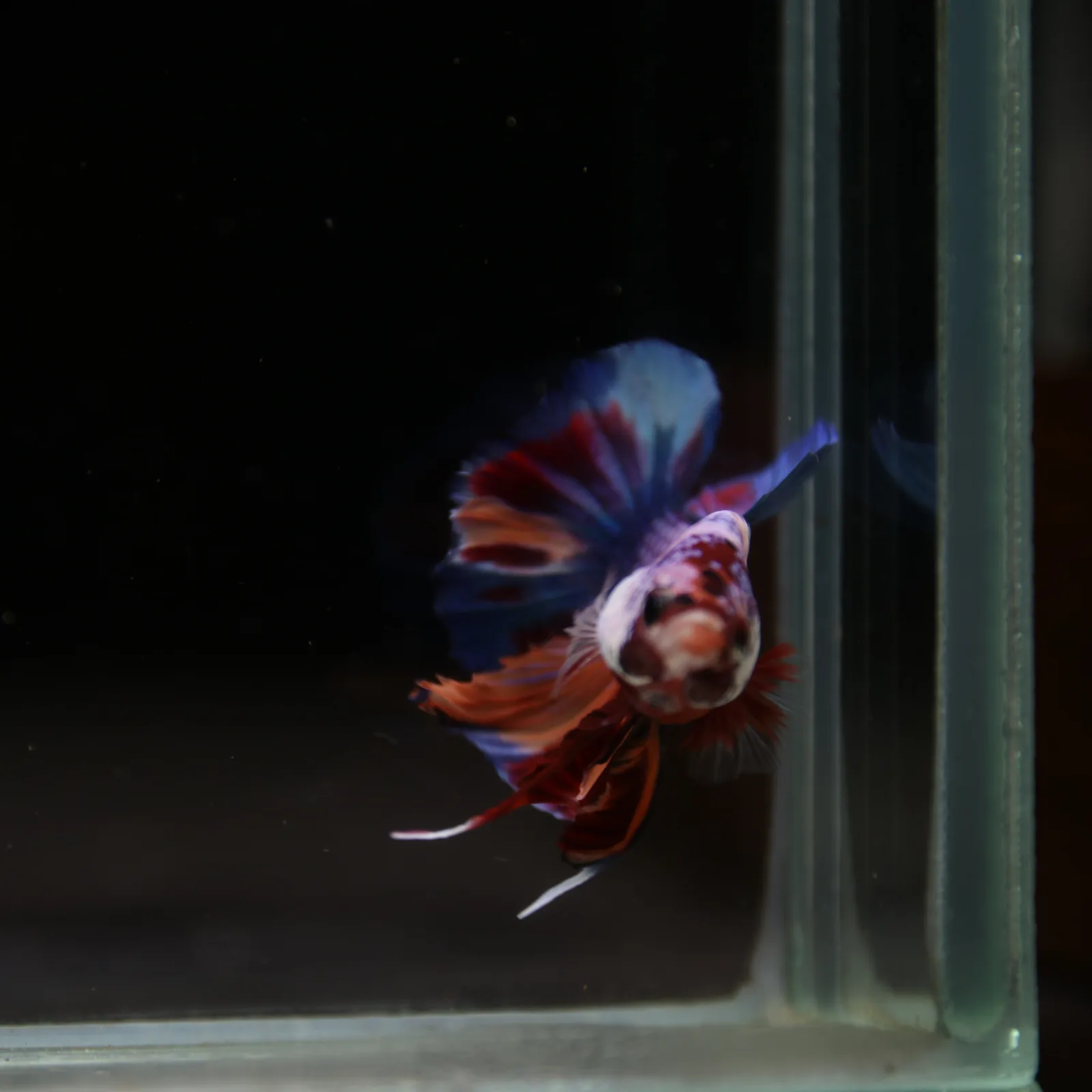 Betta Spendens Fancy Candy HMPK Male HMPK-BL-2905226-010 media 6