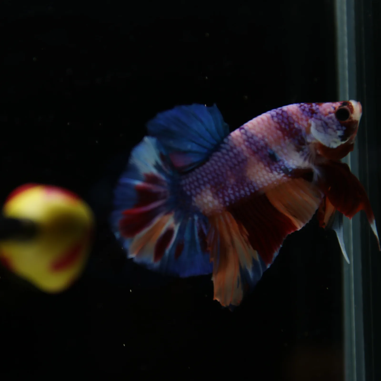 Betta Spendens Fancy Candy HMPK Male HMPK-BL-2905226-010 media 7