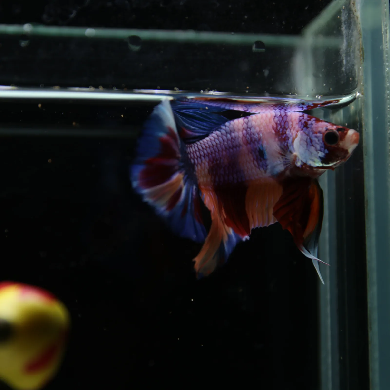 Betta Spendens Fancy Candy HMPK Male HMPK-BL-2905226-010 media 8