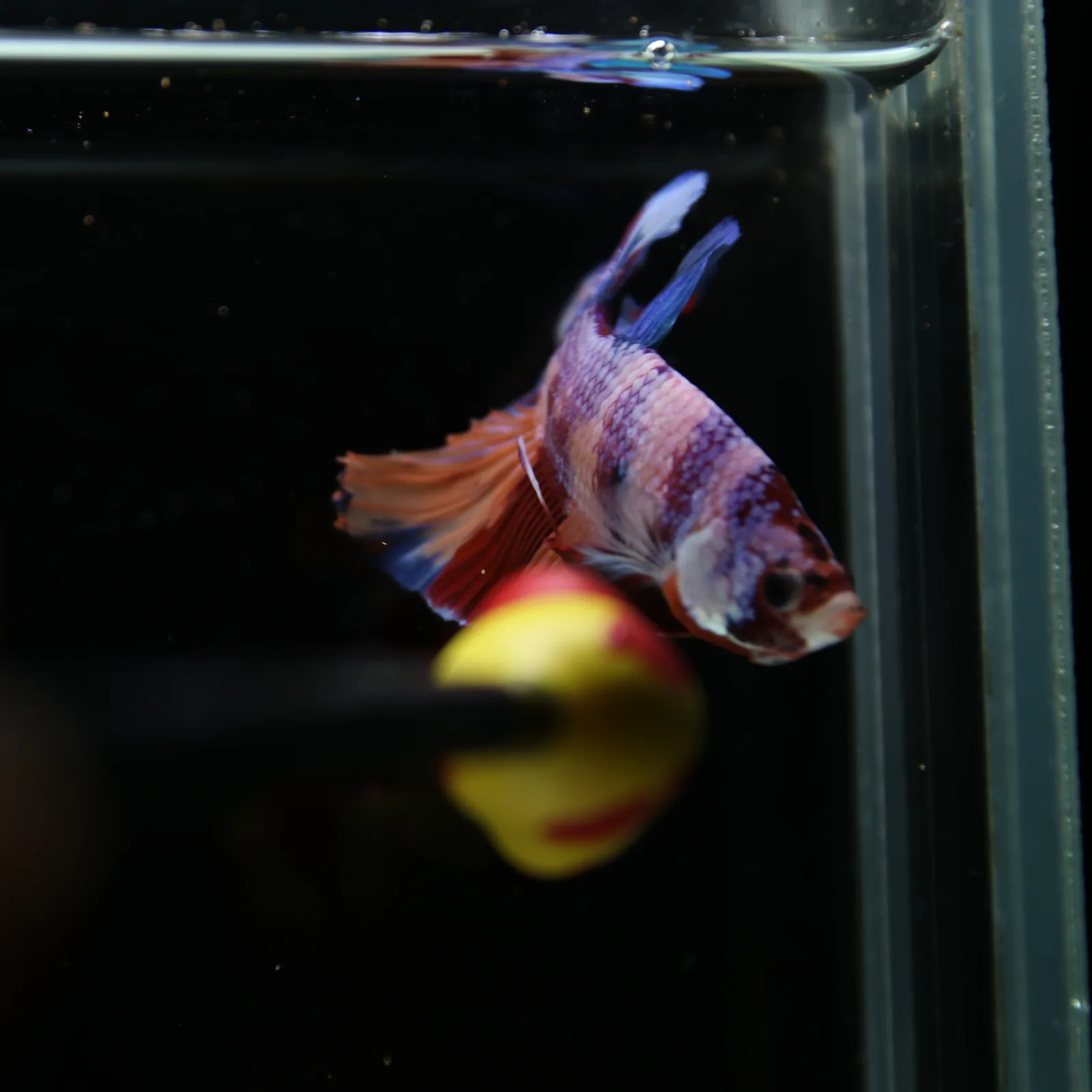 Betta Spendens Fancy Candy HMPK Male HMPK-BL-2905226-010 media 9