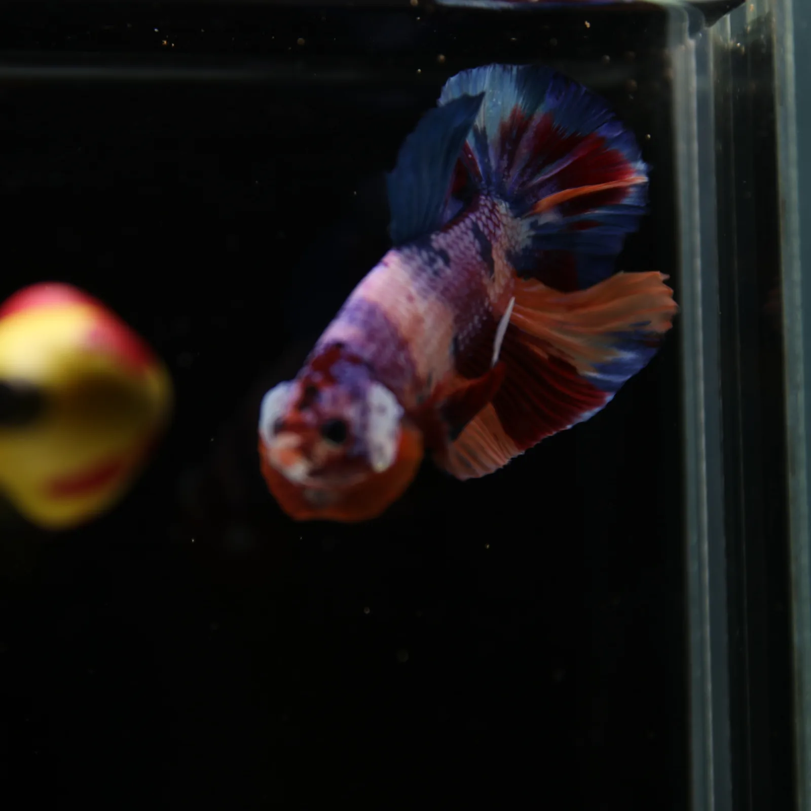 Betta Spendens Fancy Candy HMPK Male HMPK-BL-2905226-010 media 10