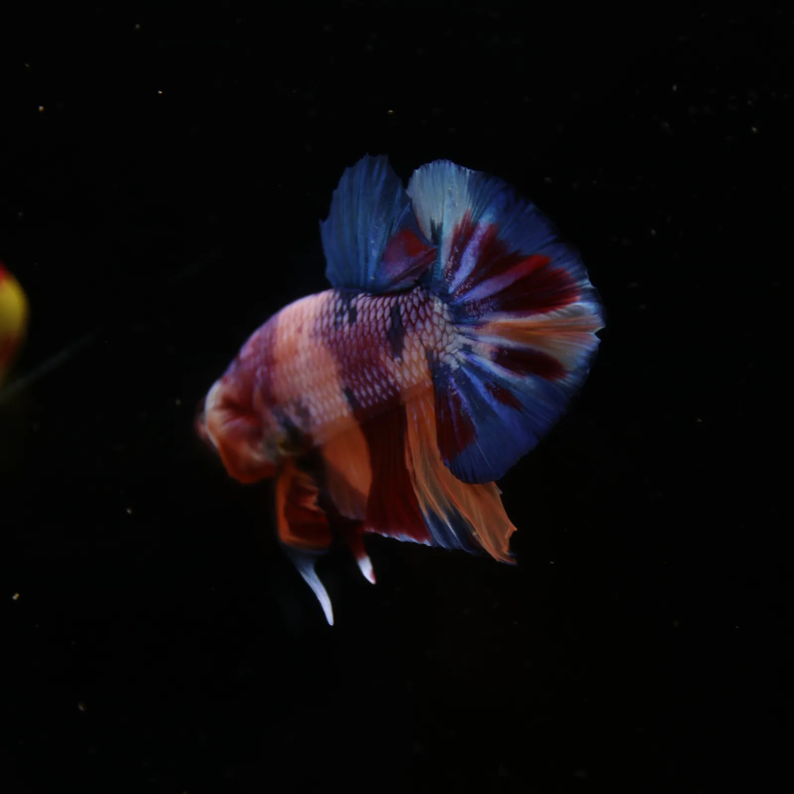 Betta Spendens Fancy Candy HMPK Male HMPK-BL-2905226-010 media 11