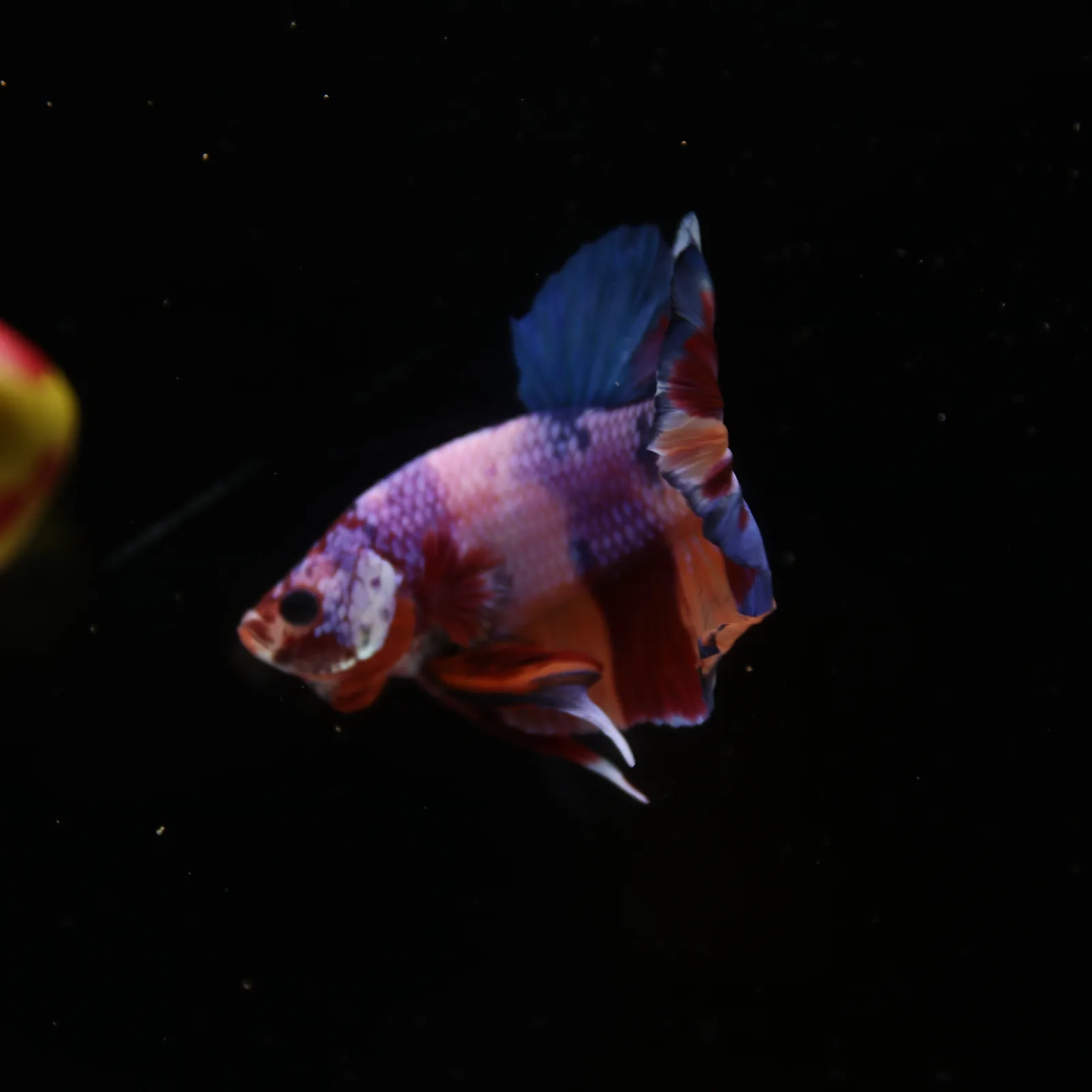 Betta Spendens Fancy Candy HMPK Male HMPK-BL-2905226-010 media 12