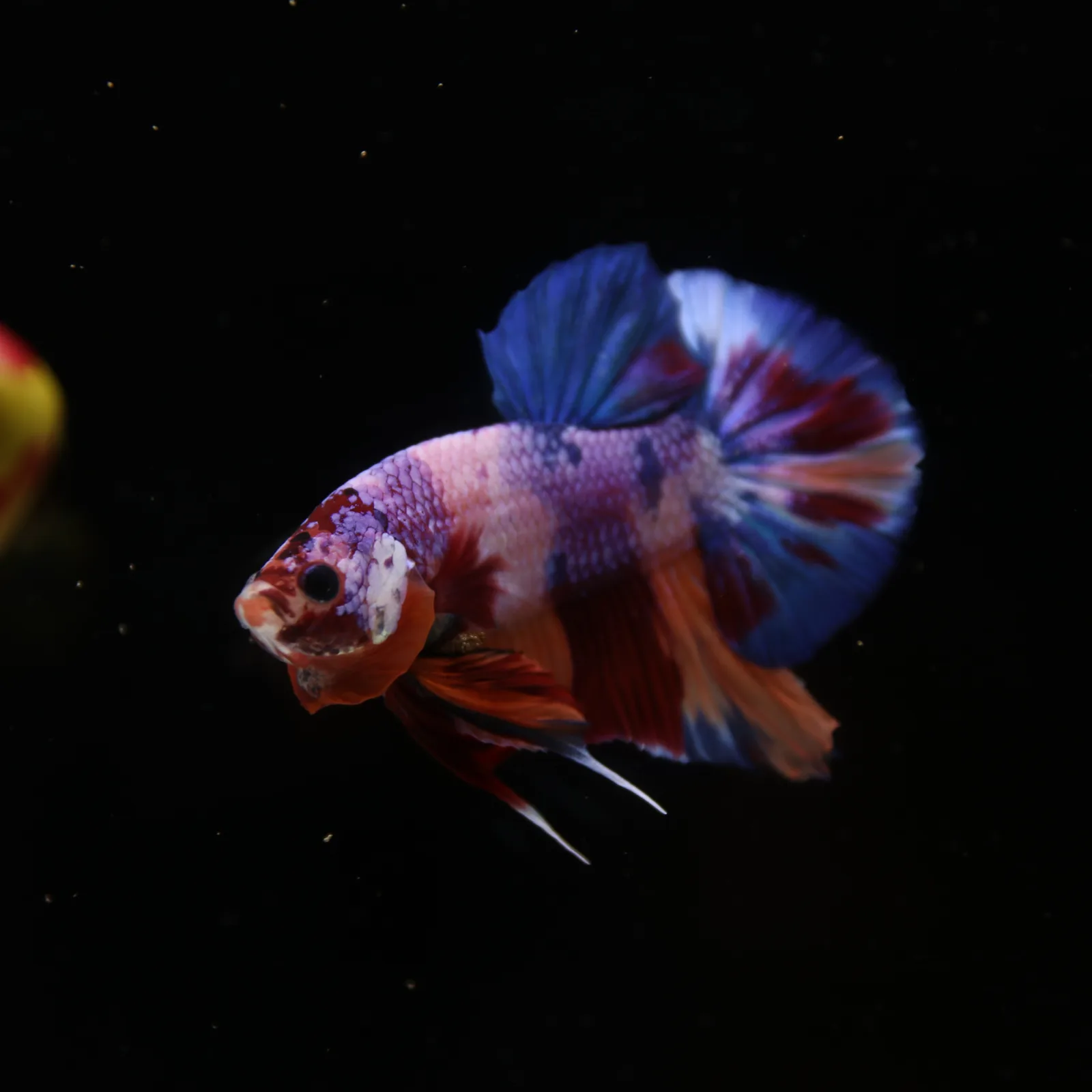 Betta Spendens Fancy Candy HMPK Male HMPK-BL-2905226-010 media 13