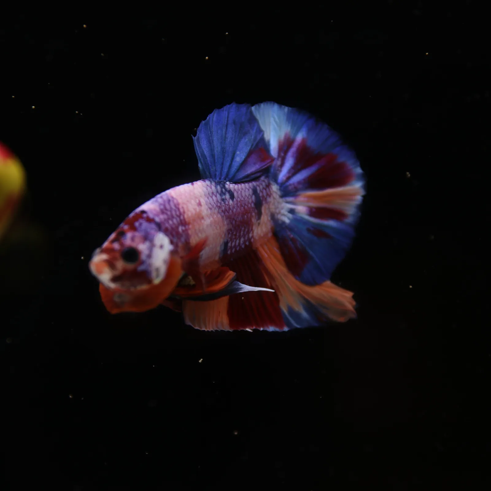Betta Spendens Fancy Candy HMPK Male HMPK-BL-2905226-010 media 14