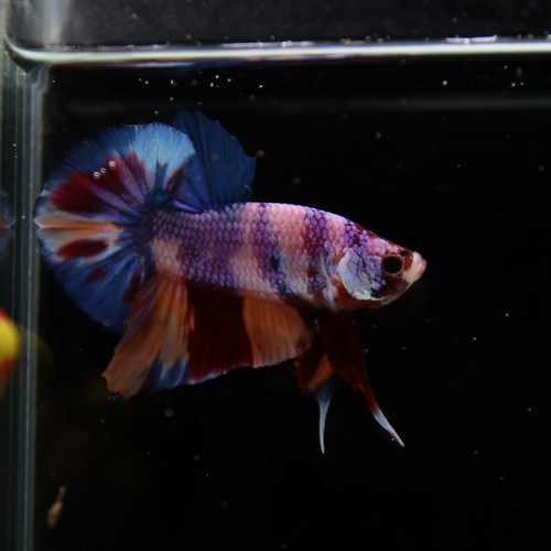 Betta Spendens Fancy Candy HMPK Male HMPK-BL-2905226-010