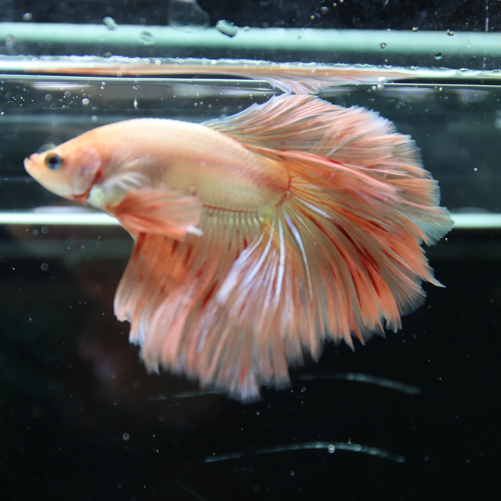Betta Spendens Fancy  HalfMoon RoseTail Pink HM Male HMPK-BL-2905226-011 media 4