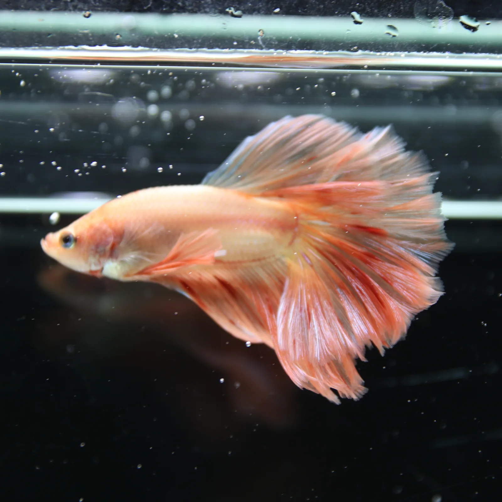Betta Spendens Fancy  HalfMoon RoseTail Pink HM Male HMPK-BL-2905226-011 media 5