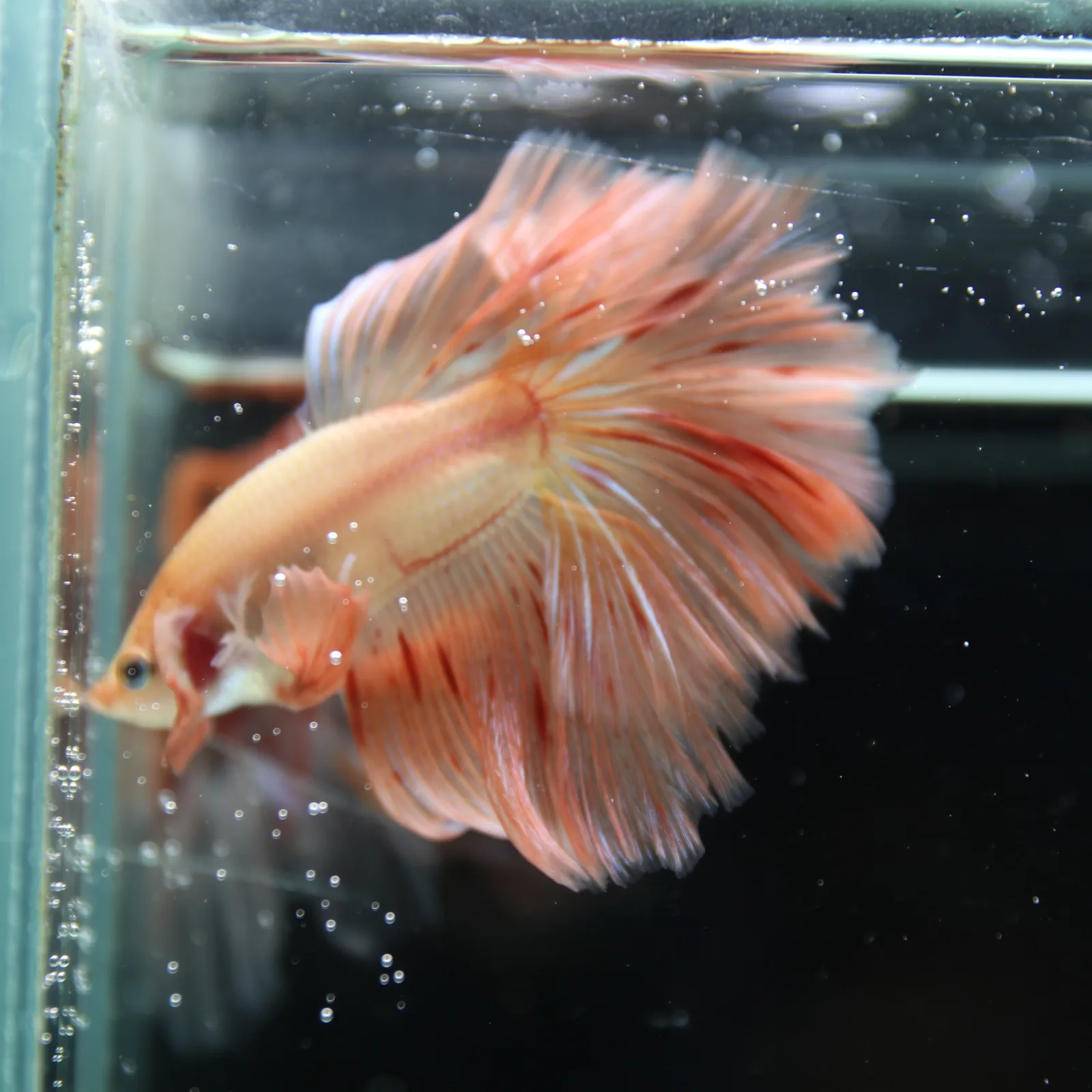 Betta Spendens Fancy  HalfMoon RoseTail Pink HM Male HMPK-BL-2905226-011 media 6