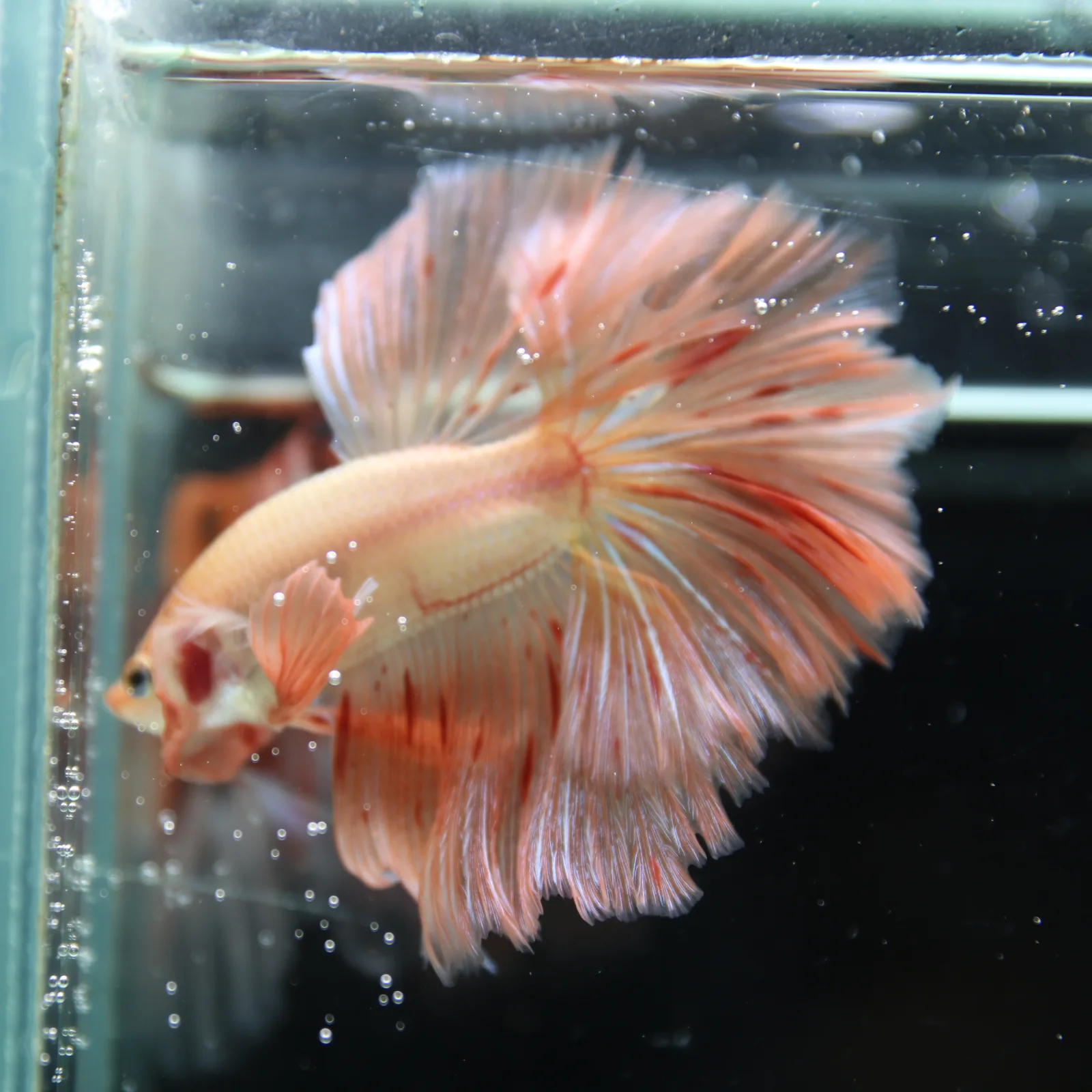 Betta Spendens Fancy  HalfMoon RoseTail Pink HM Male HMPK-BL-2905226-011 media 7