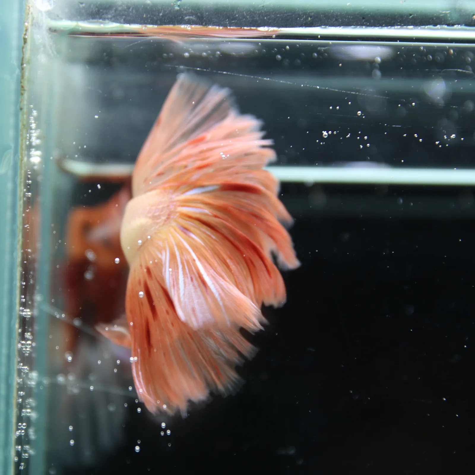 Betta Spendens Fancy  HalfMoon RoseTail Pink HM Male HMPK-BL-2905226-011 media 8