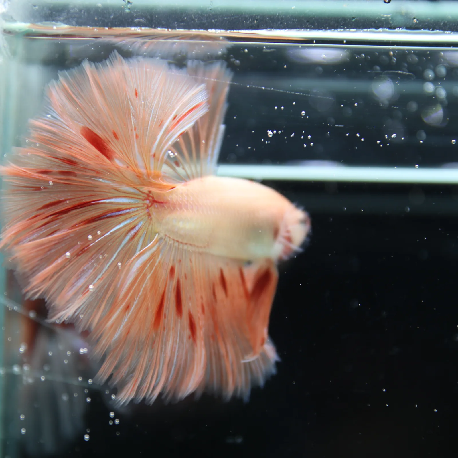 Betta Spendens Fancy  HalfMoon RoseTail Pink HM Male HMPK-BL-2905226-011 media 9