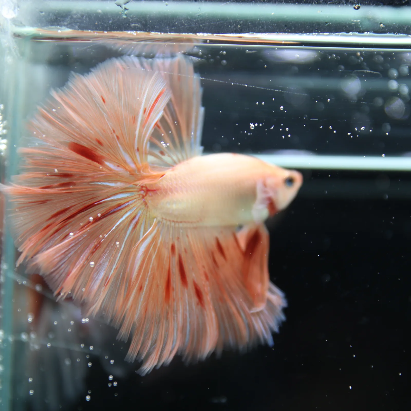 Betta Spendens Fancy  HalfMoon RoseTail Pink HM Male HMPK-BL-2905226-011 media 10