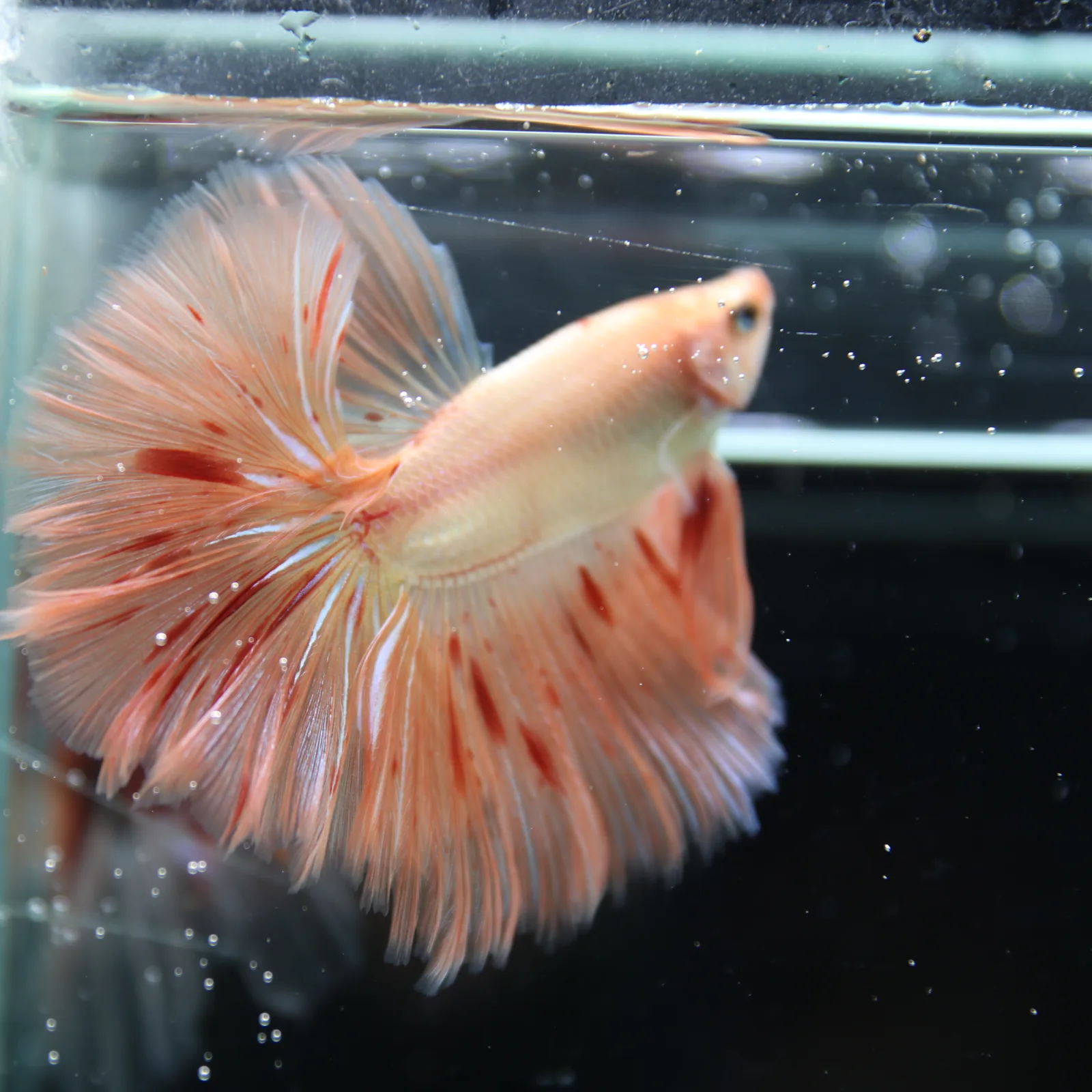 Betta Spendens Fancy  HalfMoon RoseTail Pink HM Male HMPK-BL-2905226-011 media 11