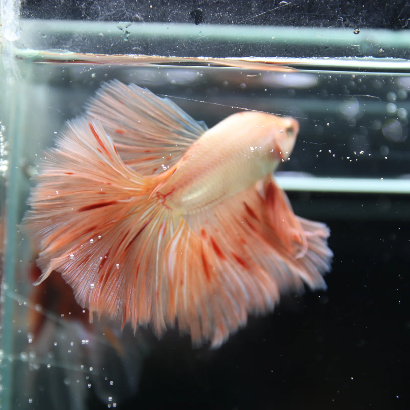 Betta Spendens Fancy  HalfMoon RoseTail Pink HM Male HMPK-BL-2905226-011 media 12