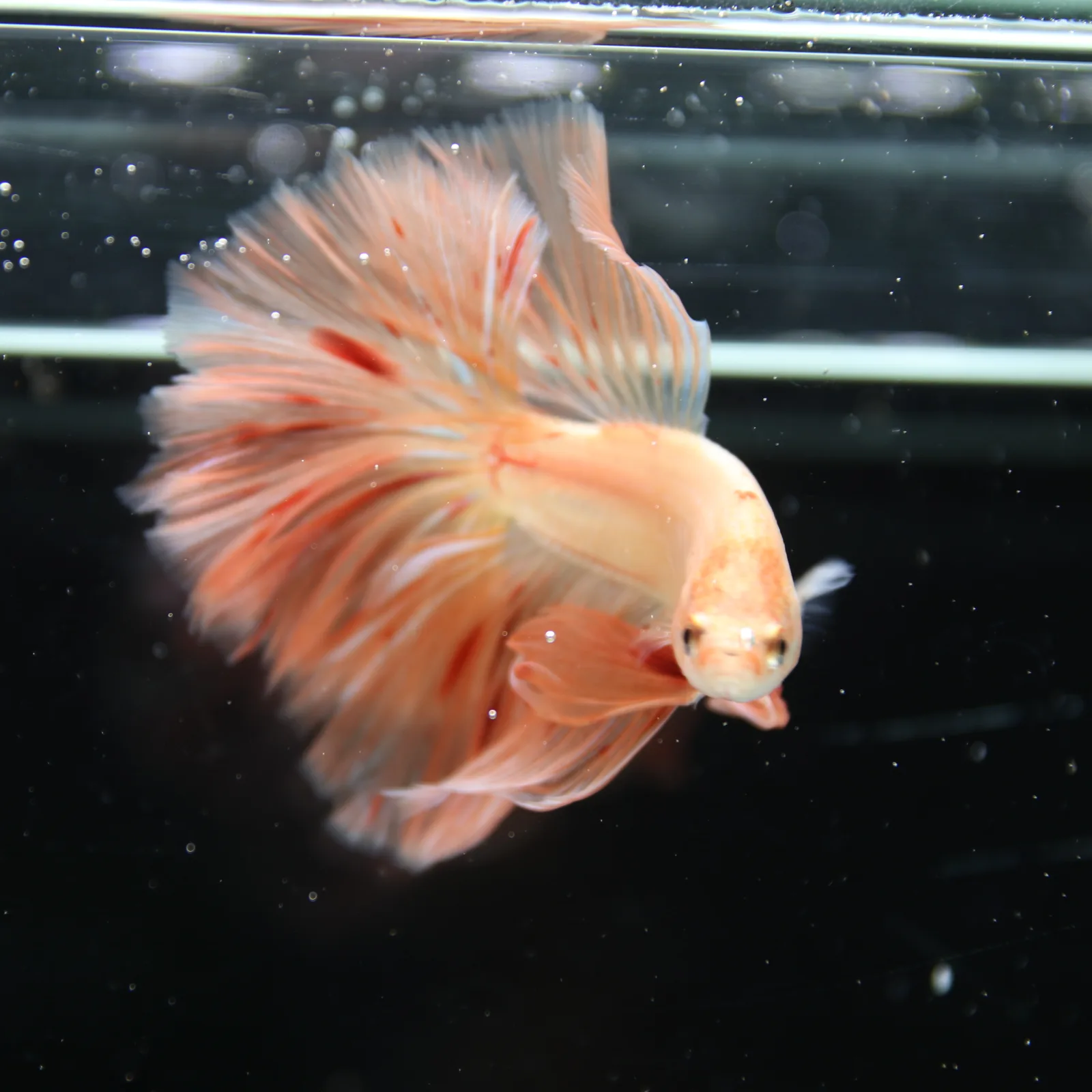 Betta Spendens Fancy  HalfMoon RoseTail Pink HM Male HMPK-BL-2905226-011 media 13