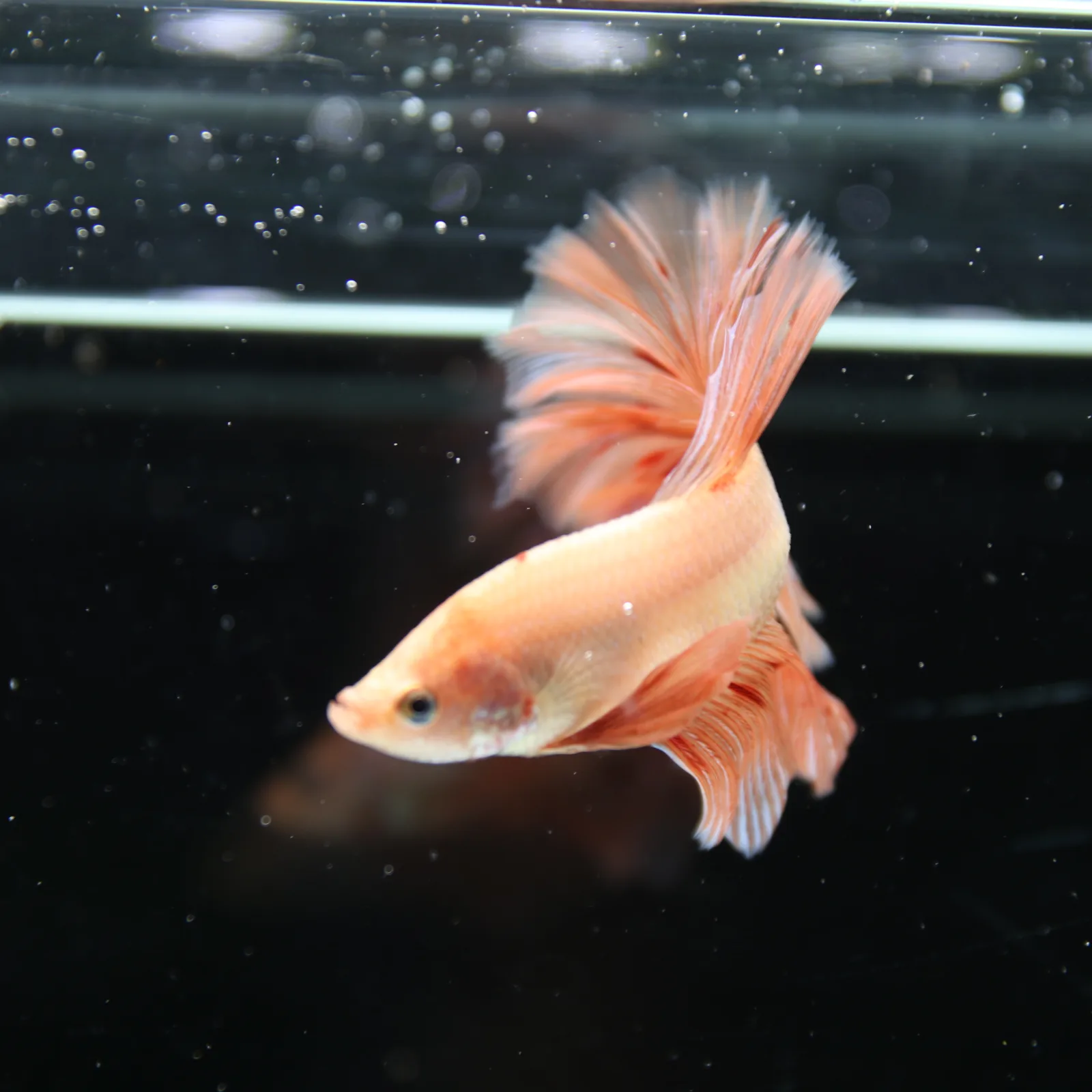 Betta Spendens Fancy  HalfMoon RoseTail Pink HM Male HMPK-BL-2905226-011 media 14