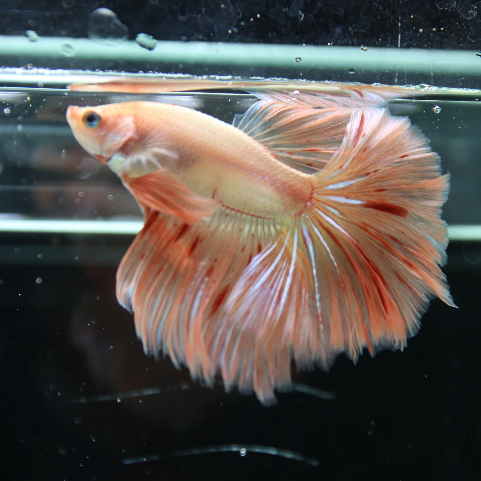 Betta Spendens Fancy  HalfMoon RoseTail Pink HM Male HMPK-BL-2905226-011 media 15