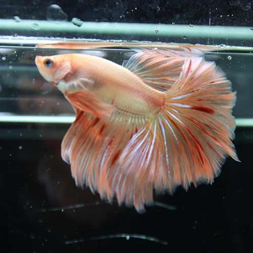 Betta Spendens Fancy  HalfMoon RoseTail Pink HM Male HMPK-BL-2905226-011