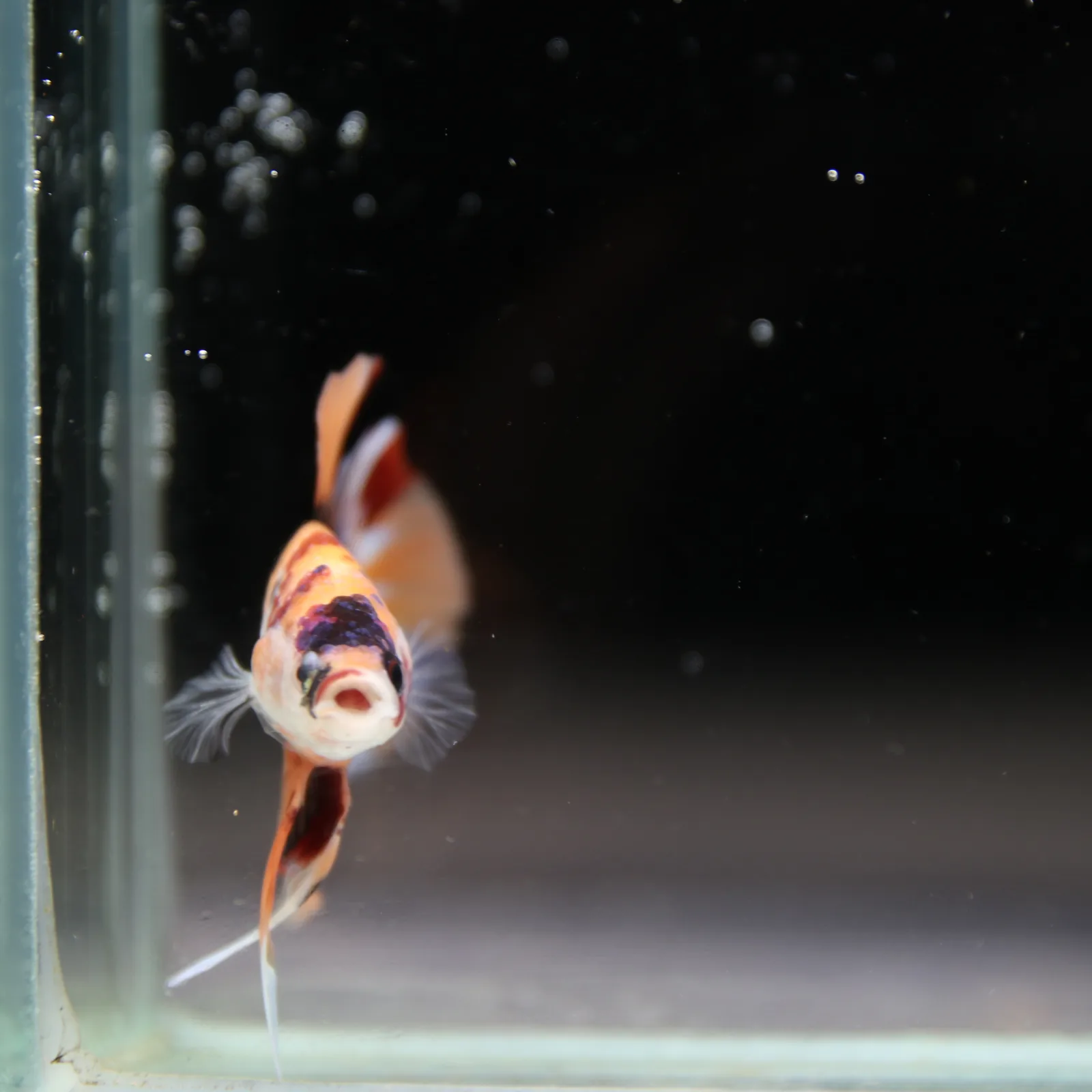 Betta Spendens Fancy Half Moon Plakad Candy HMPK Male HMPK-BL-2905226-012 media 2