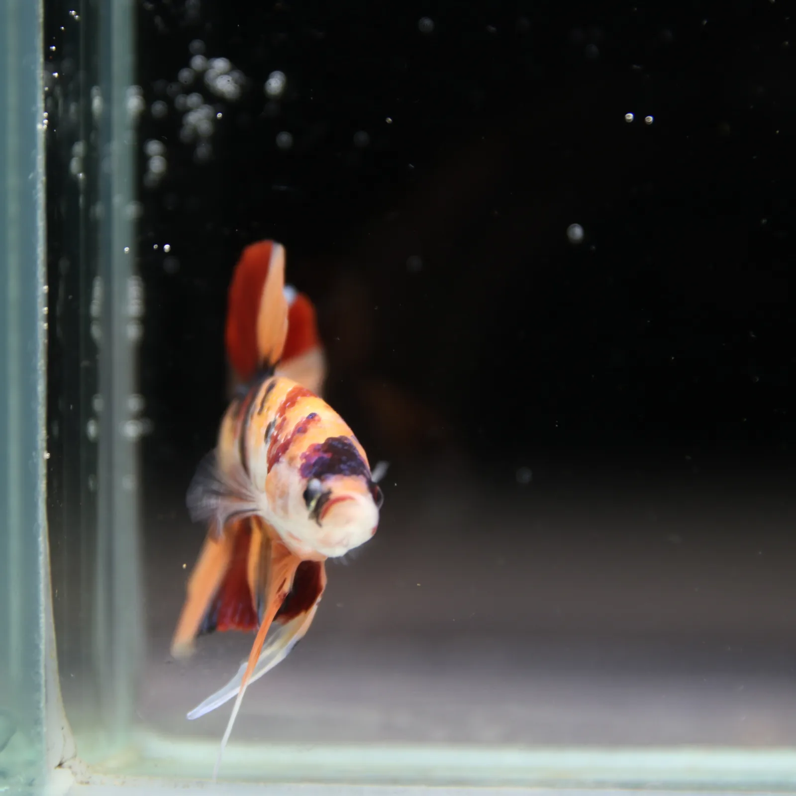 Betta Spendens Fancy Half Moon Plakad Candy HMPK Male HMPK-BL-2905226-012 media 3