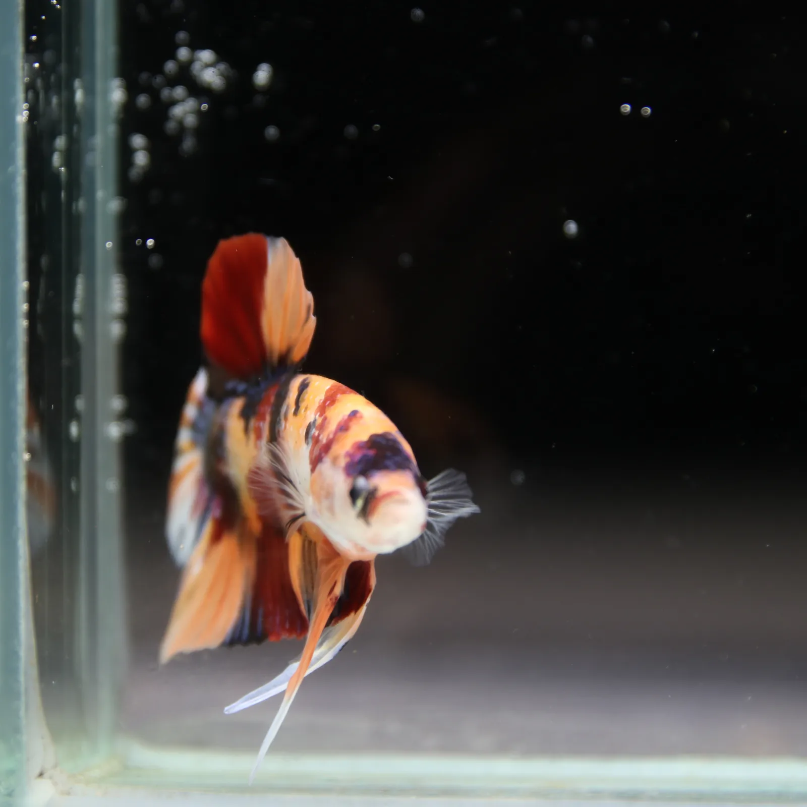 Betta Spendens Fancy Half Moon Plakad Candy HMPK Male HMPK-BL-2905226-012 media 4
