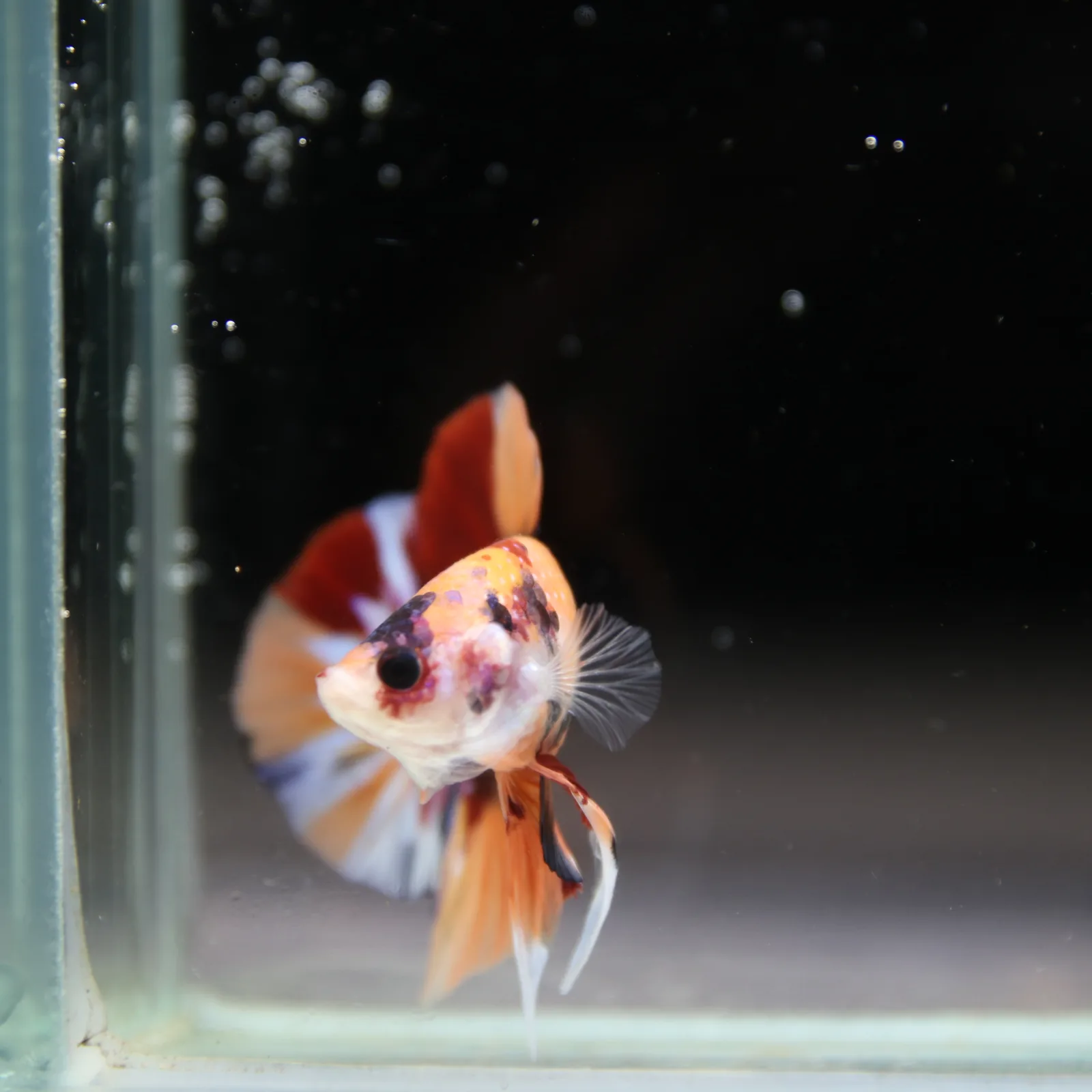 Betta Spendens Fancy Half Moon Plakad Candy HMPK Male HMPK-BL-2905226-012 media 5