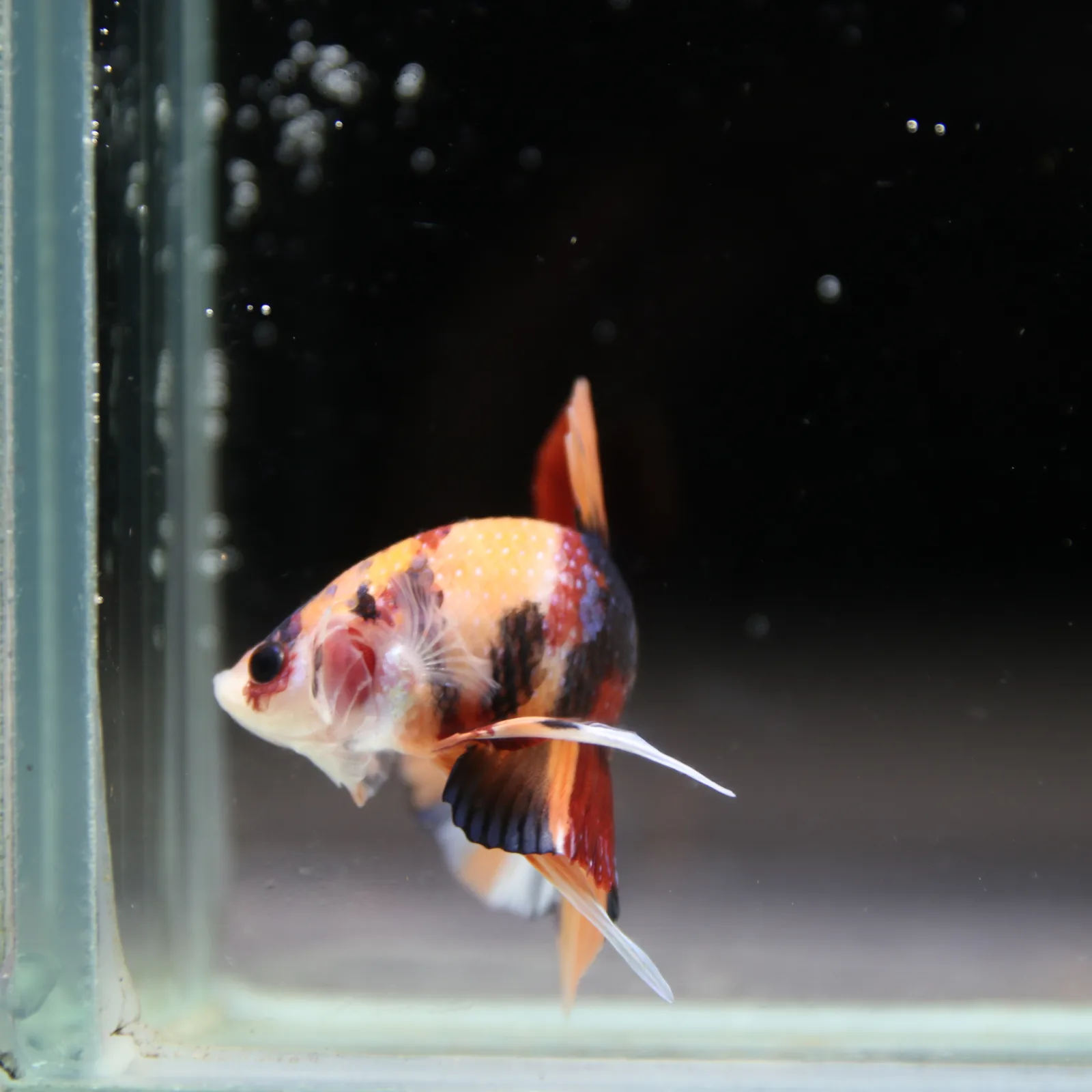 Betta Spendens Fancy Half Moon Plakad Candy HMPK Male HMPK-BL-2905226-012 media 6