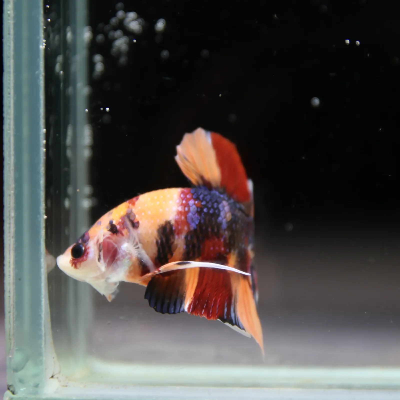 Betta Spendens Fancy Half Moon Plakad Candy HMPK Male HMPK-BL-2905226-012 media 7