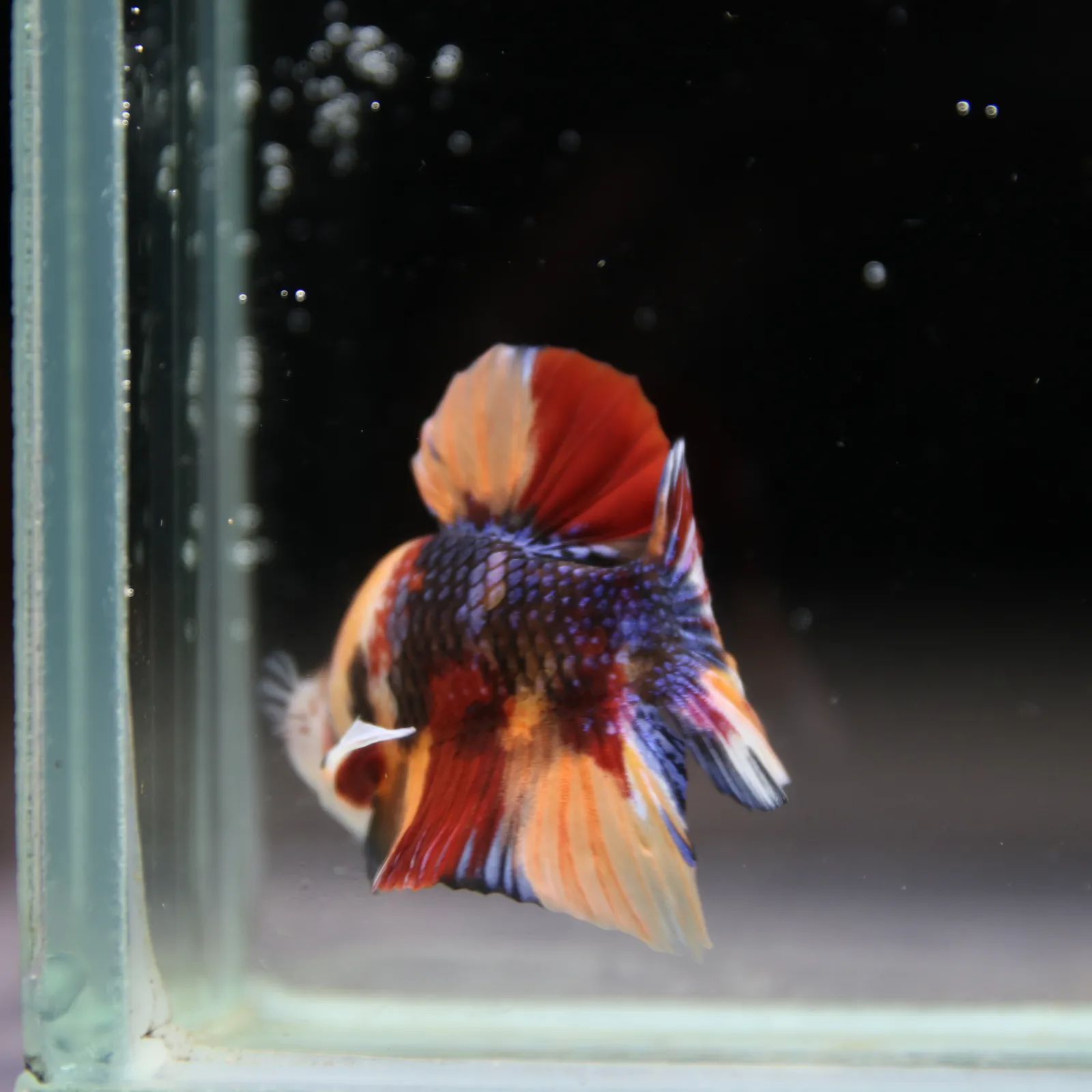 Betta Spendens Fancy Half Moon Plakad Candy HMPK Male HMPK-BL-2905226-012 media 8