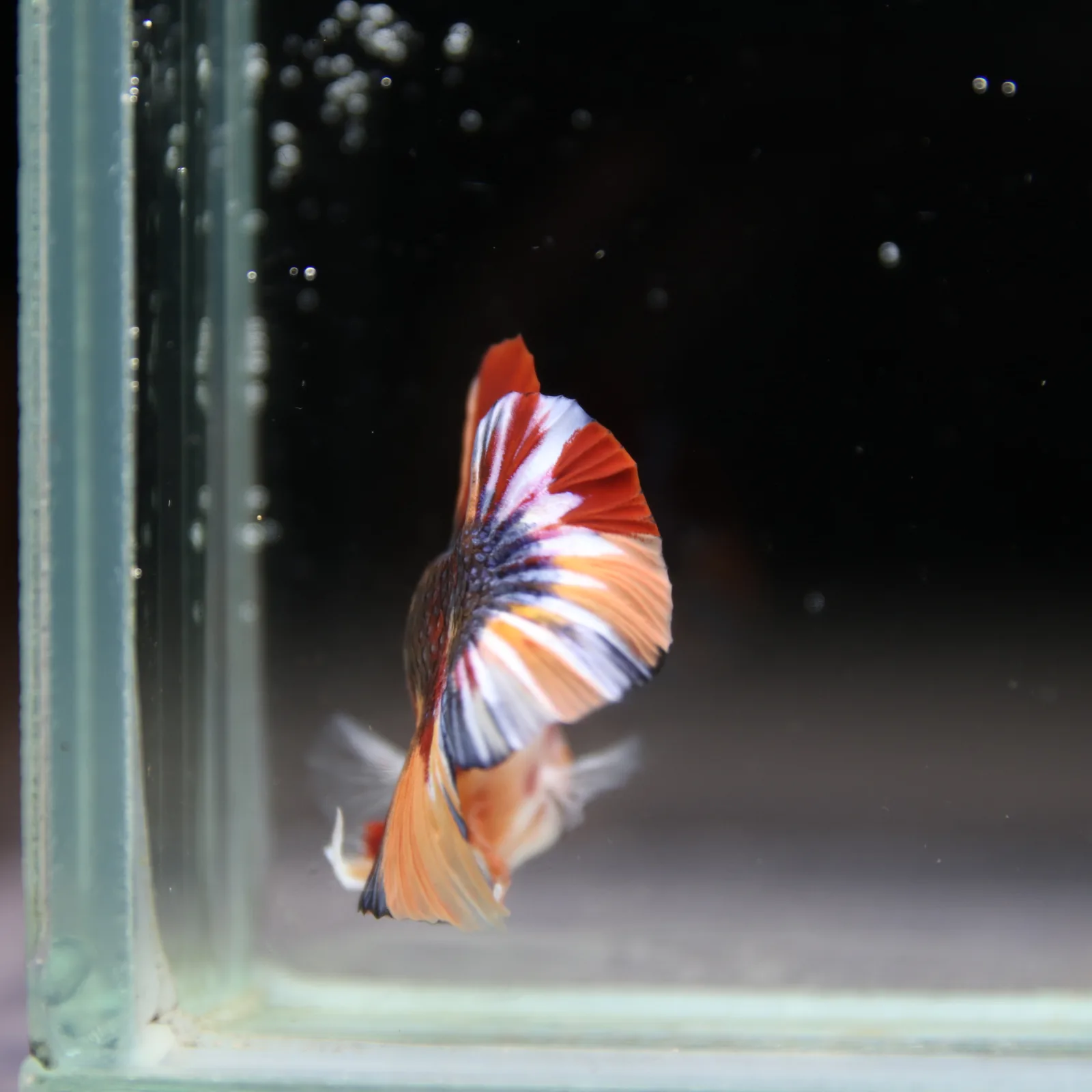 Betta Spendens Fancy Half Moon Plakad Candy HMPK Male HMPK-BL-2905226-012 media 9