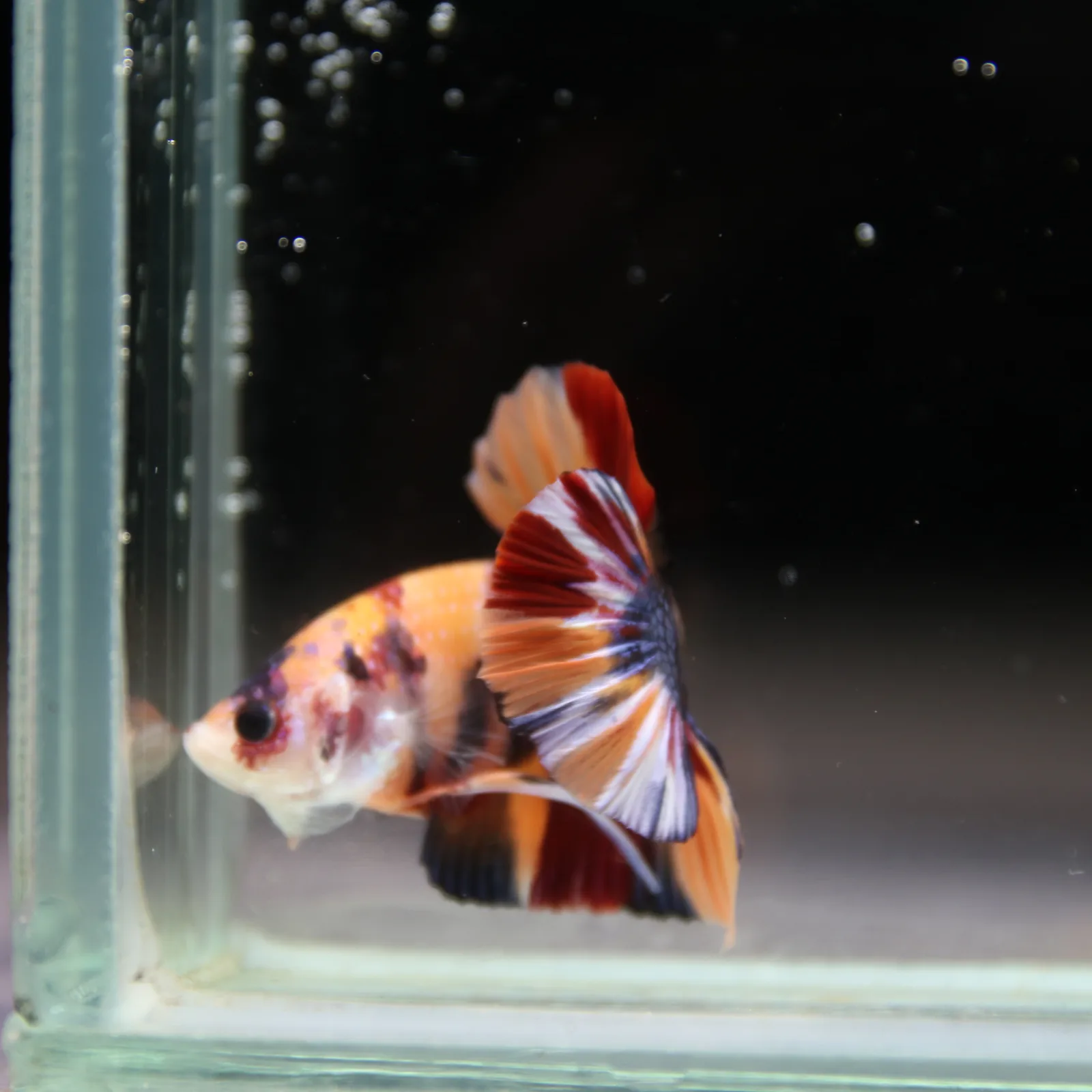Betta Spendens Fancy Half Moon Plakad Candy HMPK Male HMPK-BL-2905226-012 media 10