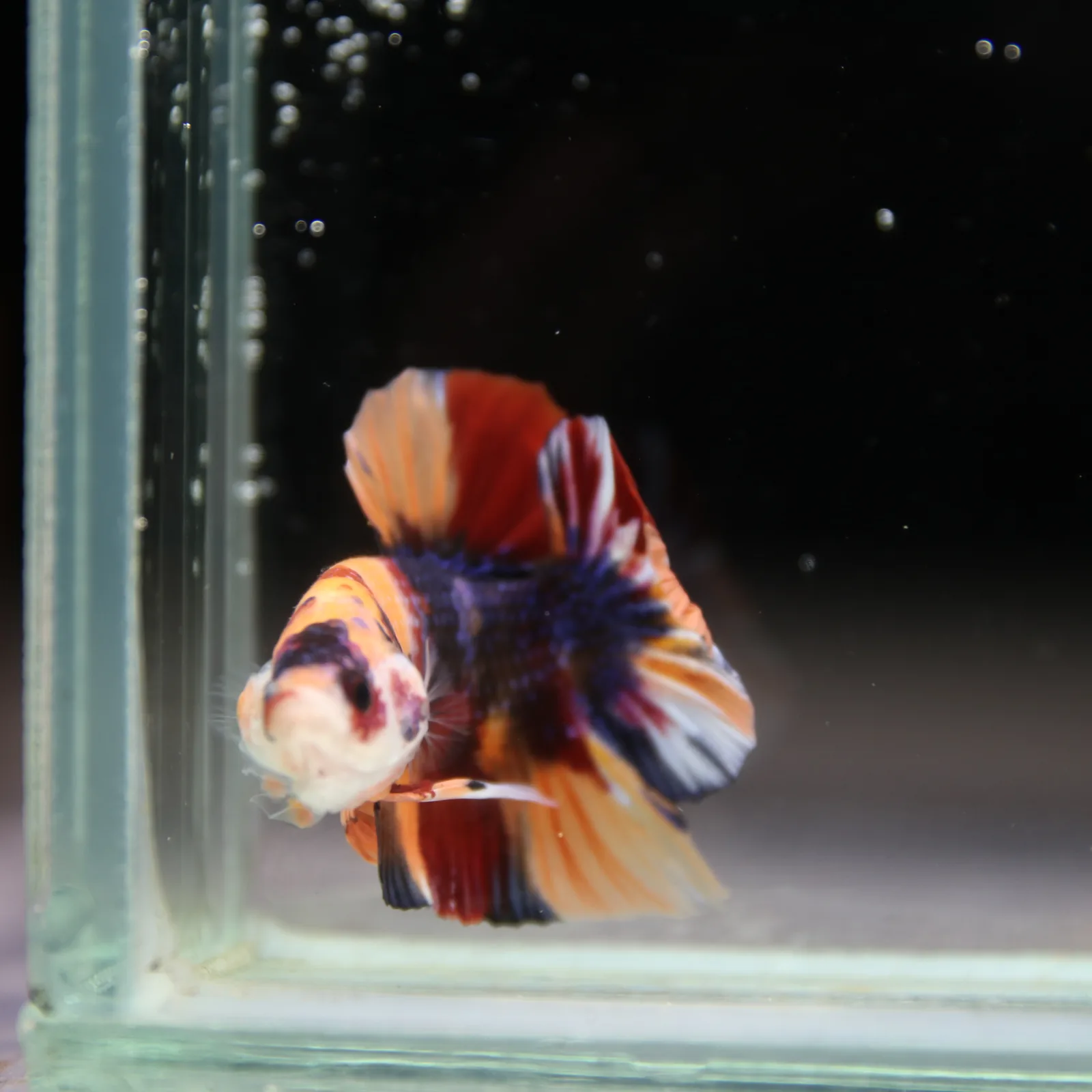 Betta Spendens Fancy Half Moon Plakad Candy HMPK Male HMPK-BL-2905226-012 media 11