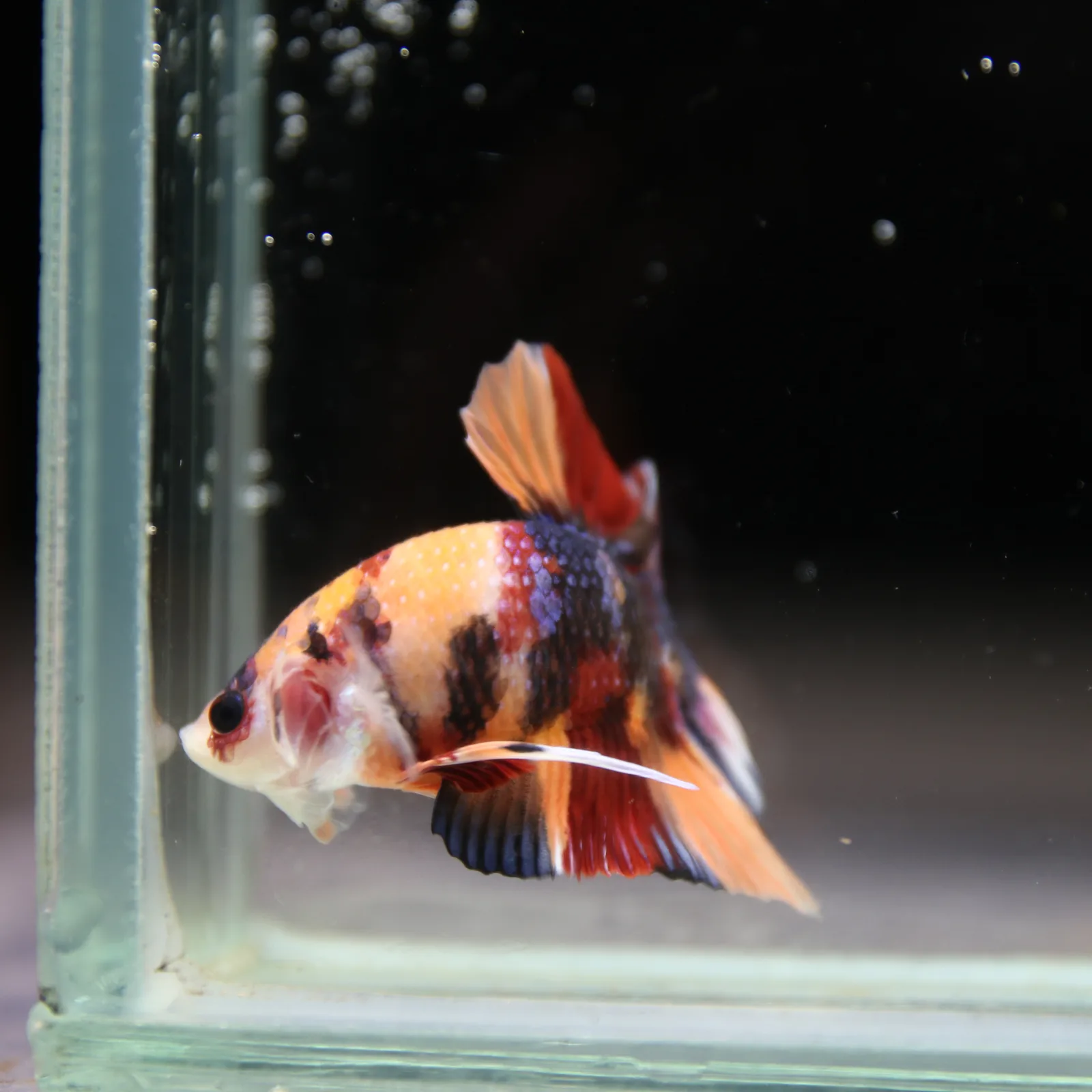 Betta Spendens Fancy Half Moon Plakad Candy HMPK Male HMPK-BL-2905226-012 media 12