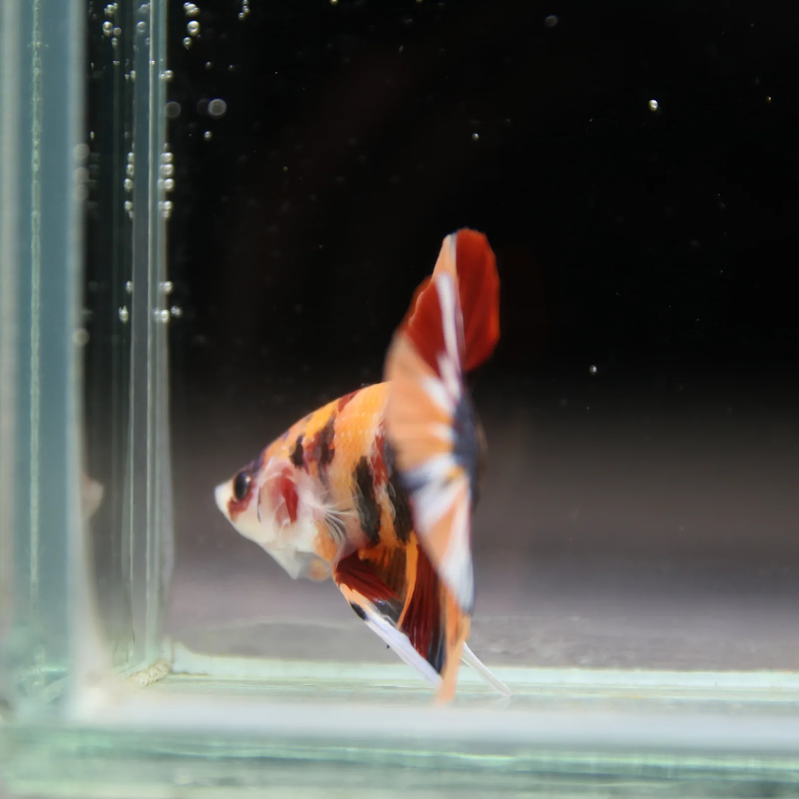 Betta Spendens Fancy Half Moon Plakad Candy HMPK Male HMPK-BL-2905226-012 media 13