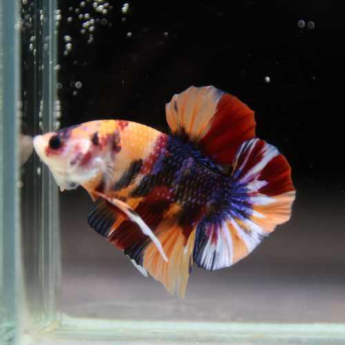 Betta Spendens Fancy Half Moon Plakad Candy HMPK Male HMPK-BL-2905226-012