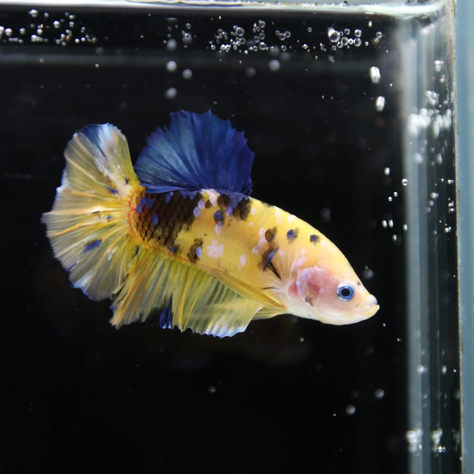 Betta Spendens Fancy Half Moon Plakad Candy Yellow HMPK Male HMPK-BL-2905226-013 media 2