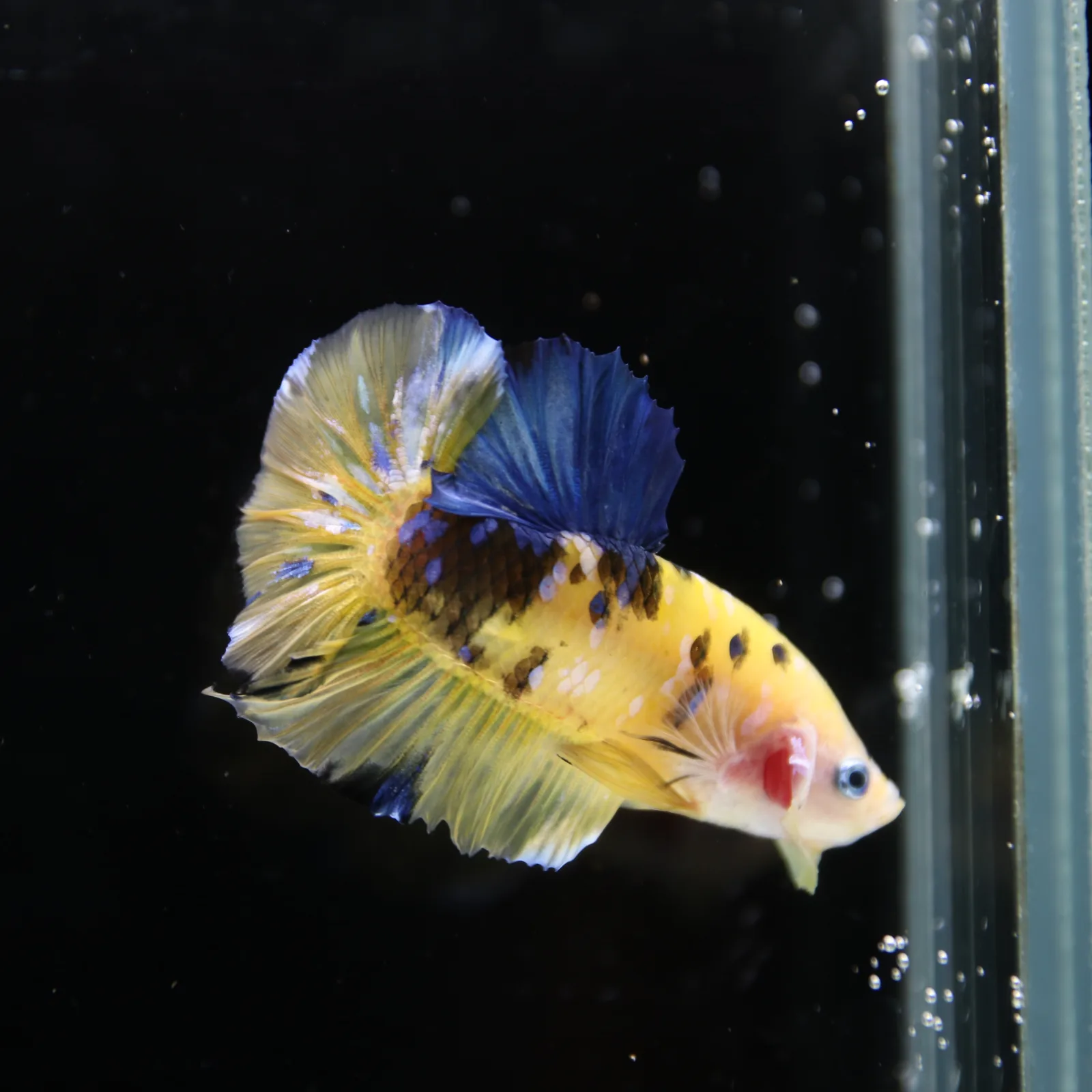 Betta Spendens Fancy Half Moon Plakad Candy Yellow HMPK Male HMPK-BL-2905226-013 media 3