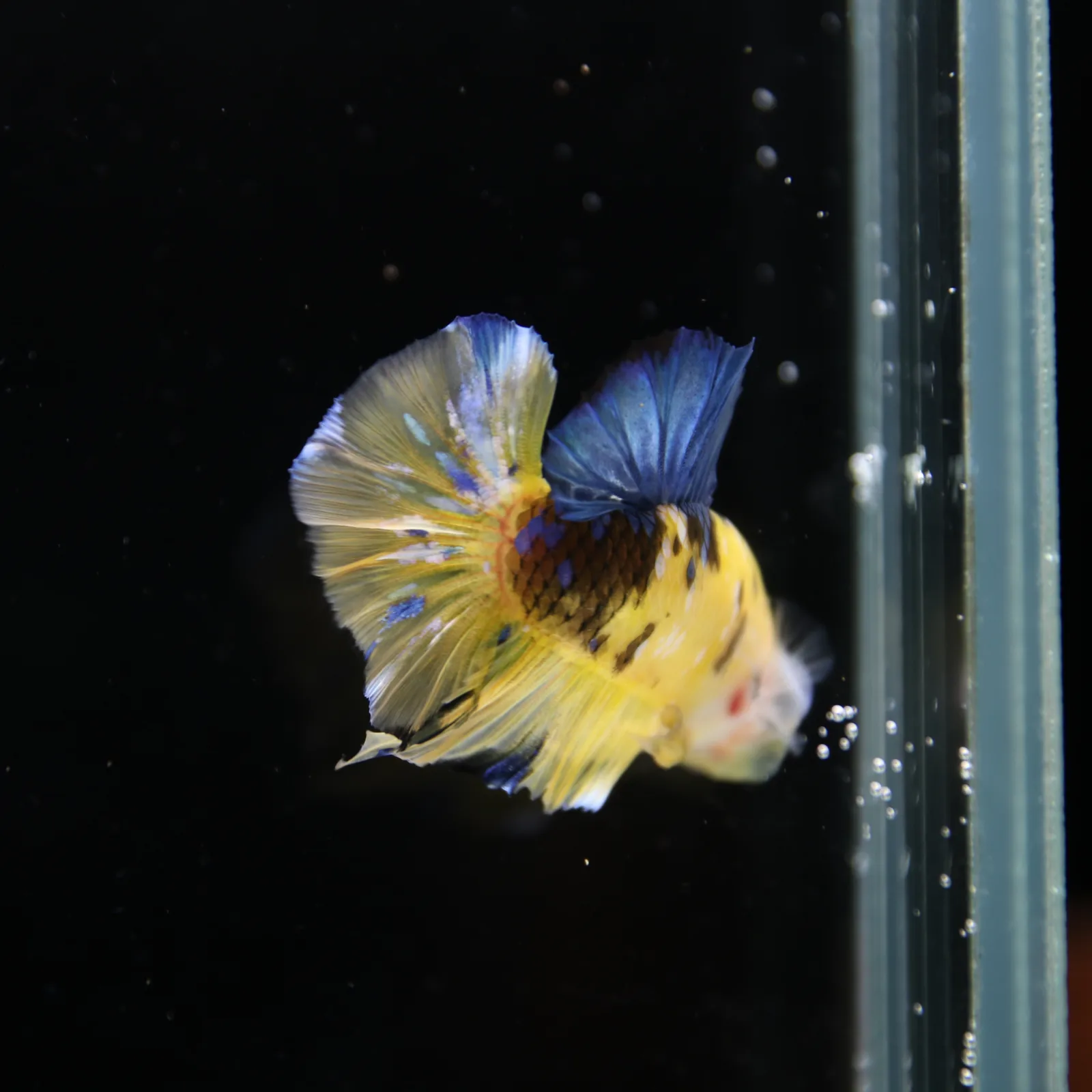Betta Spendens Fancy Half Moon Plakad Candy Yellow HMPK Male HMPK-BL-2905226-013 media 4