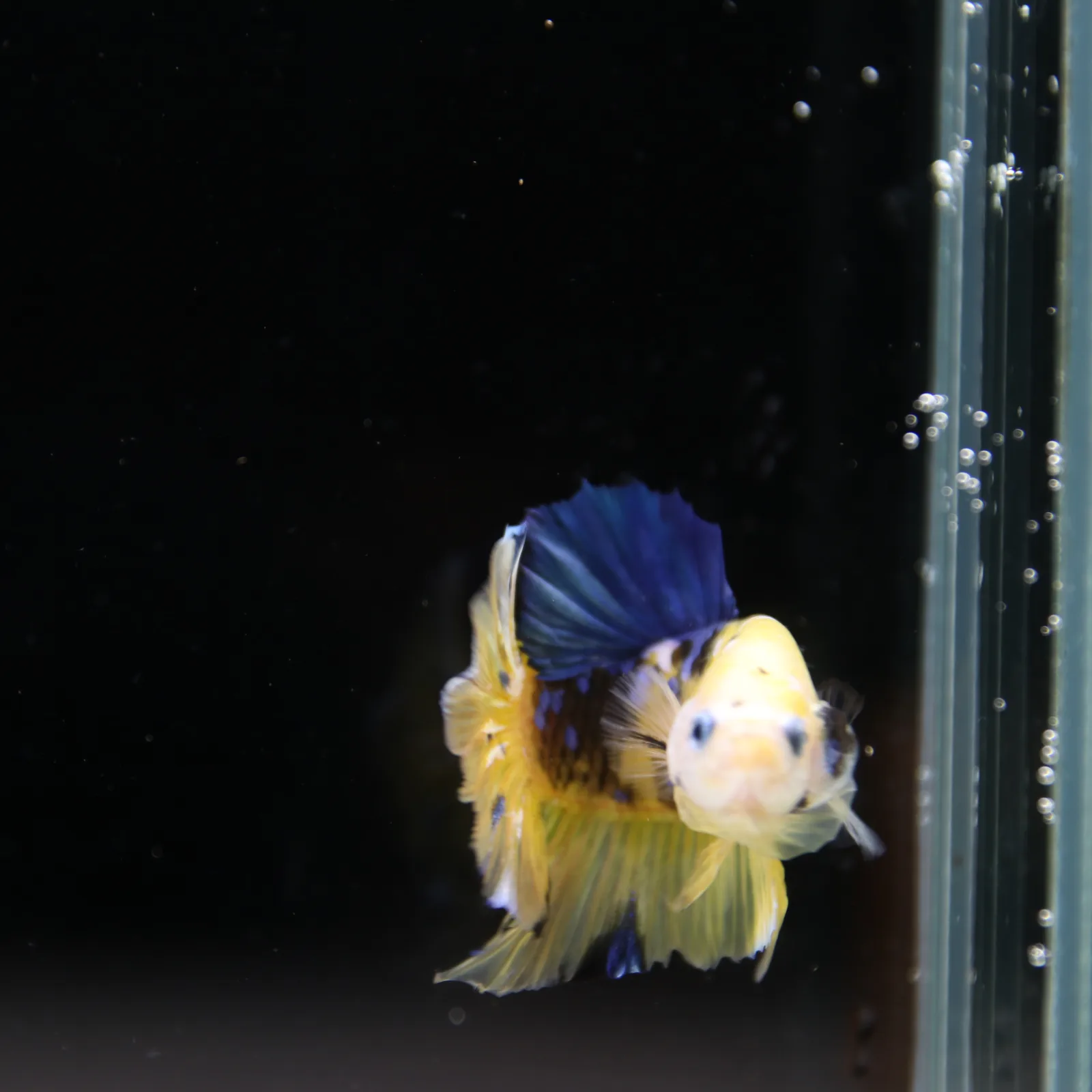Betta Spendens Fancy Half Moon Plakad Candy Yellow HMPK Male HMPK-BL-2905226-013 media 6