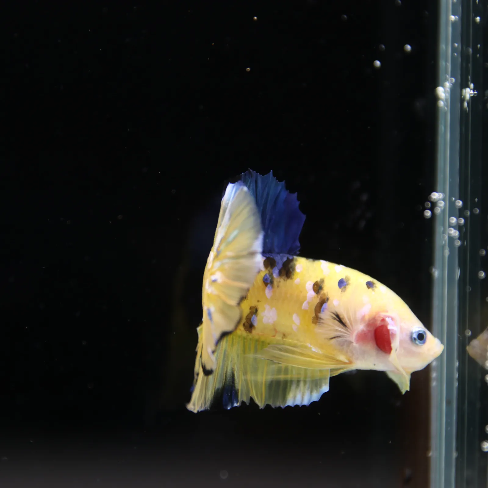 Betta Spendens Fancy Half Moon Plakad Candy Yellow HMPK Male HMPK-BL-2905226-013 media 5