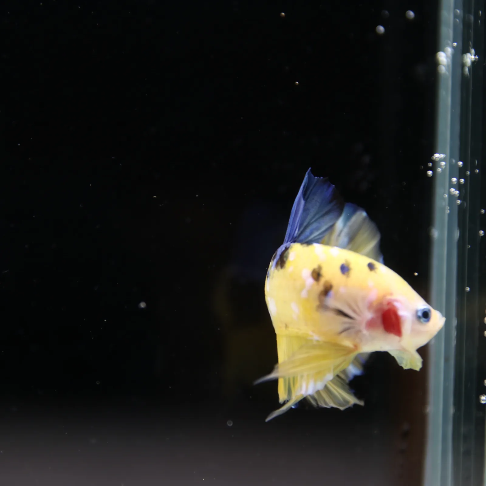 Betta Spendens Fancy Half Moon Plakad Candy Yellow HMPK Male HMPK-BL-2905226-013 media 7