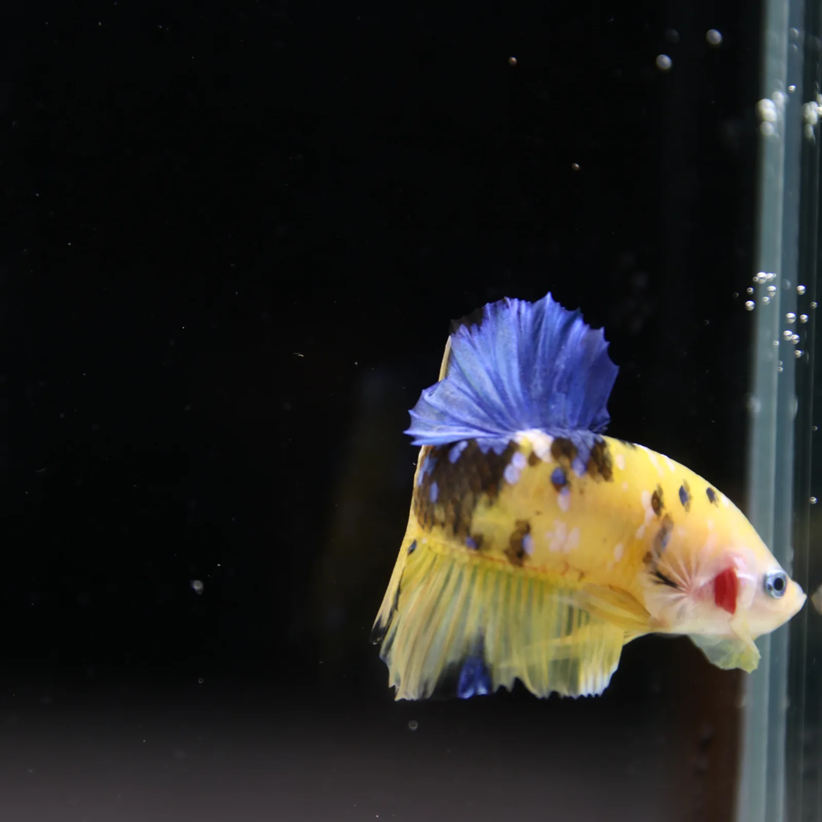 Betta Spendens Fancy Half Moon Plakad Candy Yellow HMPK Male HMPK-BL-2905226-013 media 8